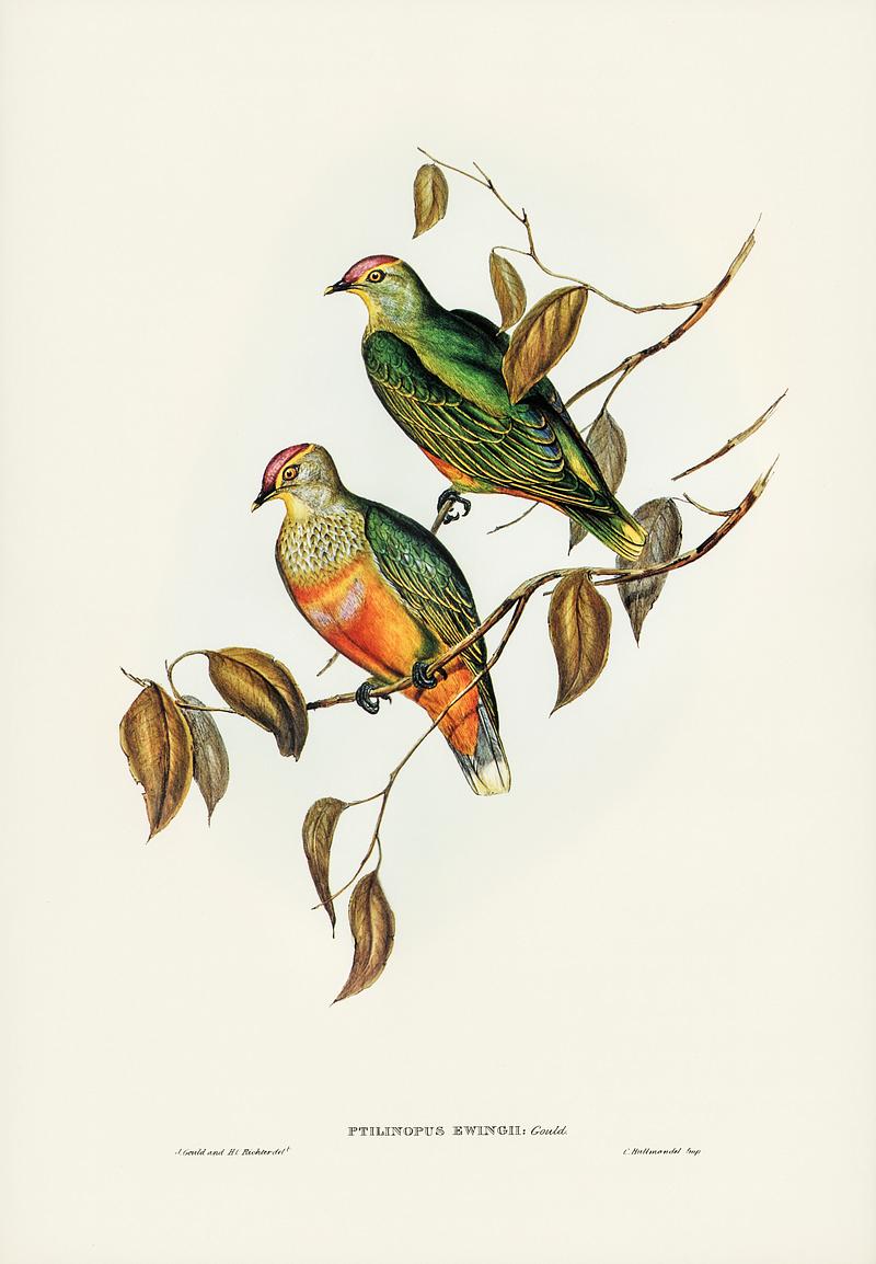 Ewing's Fruit Pigeon (Ptilinopus Ewingii) illustrated by Elizabeth Gould (1804–1841) for John Gould’s (1804-1881) Birds of Australia (1972 Edition, 8 volumes). Digitally enhanced from our own facsimile book (1972 Edition, 8 volumes). Ewing's Fruit Pigeon (Ptilinopus Ewingii) illustrated by Elizabeth Gould (1804–1841) for John Gould’s (1804-1881)…