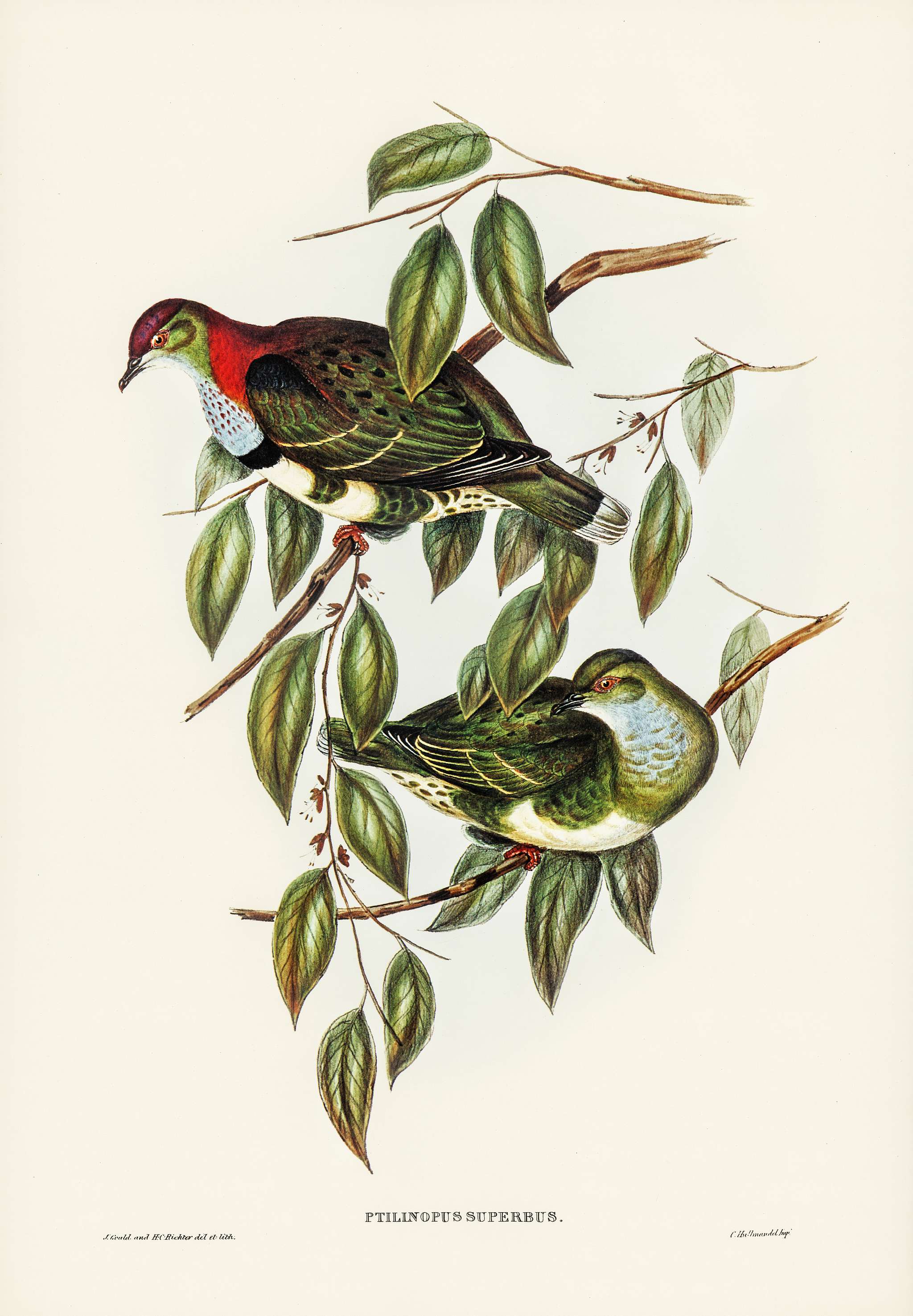 Superb Fruit Pigeon (Ptilinopus superbus) illustrated by Elizabeth Gould (1804–1841) for John Gould’s (1804-1881... Superb Fruit Pigeon (Ptilinopus superbus) illustrated by Elizabeth Gould (1804–1841) for John Gould’s (1804-1881...