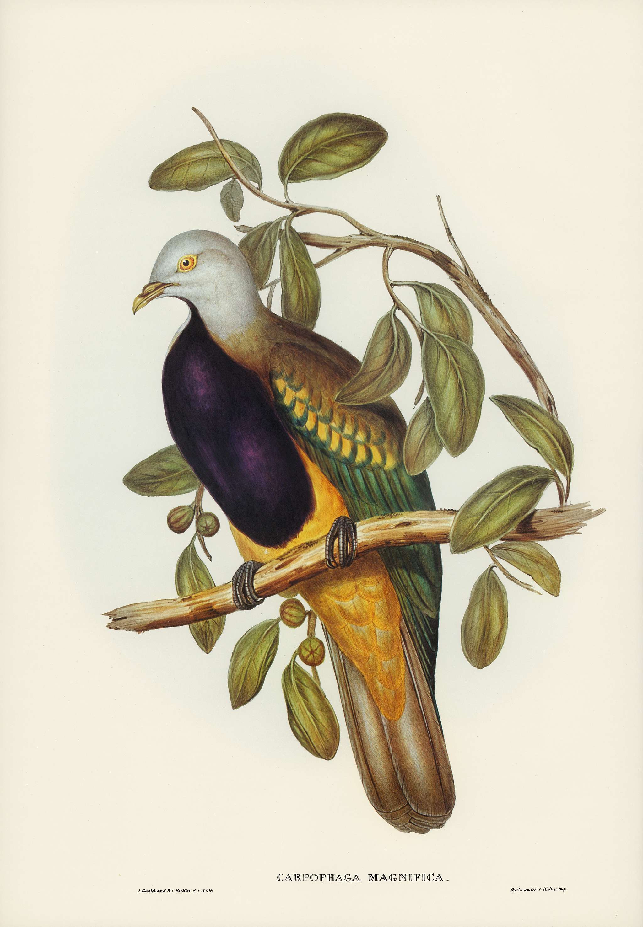 Magnificent Fruit Pigeon (Carpophaga magnifica) illustrated by Elizabeth Gould (1804–1841) for John Gould’s (... Magnificent Fruit Pigeon (Carpophaga magnifica) illustrated by Elizabeth Gould (1804–1841) for John Gould’s (...