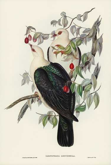 White-headed Fruit Pigeon (Carpophaga leucomela) illustrated by Elizabeth Gould (1804–1841) for John Gould’s (1804-1881) Birds of Australia (1972 Edition, 8 volumes). Digitally enhanced from our own facsimile book (1972 Edition, 8 volumes). White-headed Fruit Pigeon (Carpophaga leucomela) illustrated by Elizabeth Gould (1804–1841) for John Gould’s…