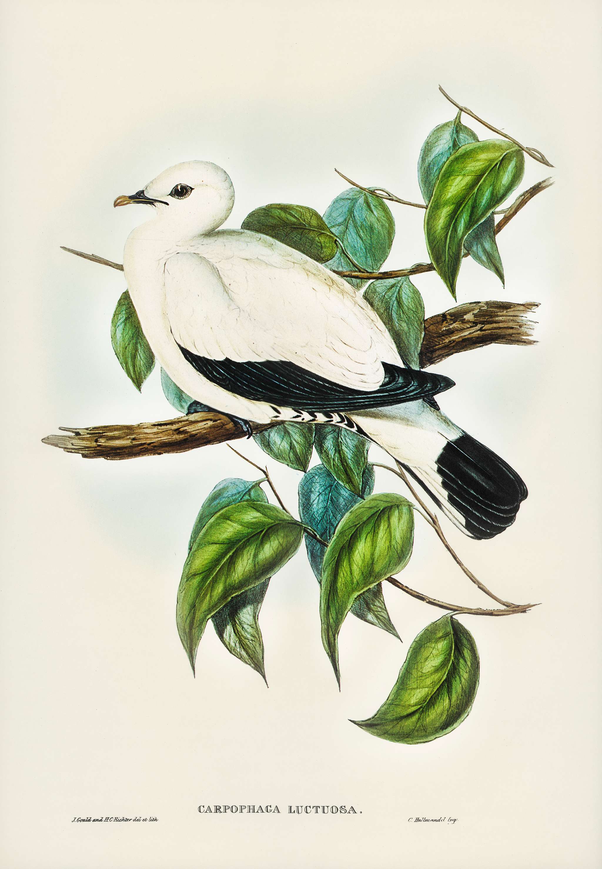 Torres Strait Fruit Pigeon (Carpophaga luctuosa) illustrated by Elizabeth Gould (1804–1841) for John Gould’s (... Torres Strait Fruit Pigeon (Carpophaga luctuosa) illustrated by Elizabeth Gould (1804–1841) for John Gould’s (...