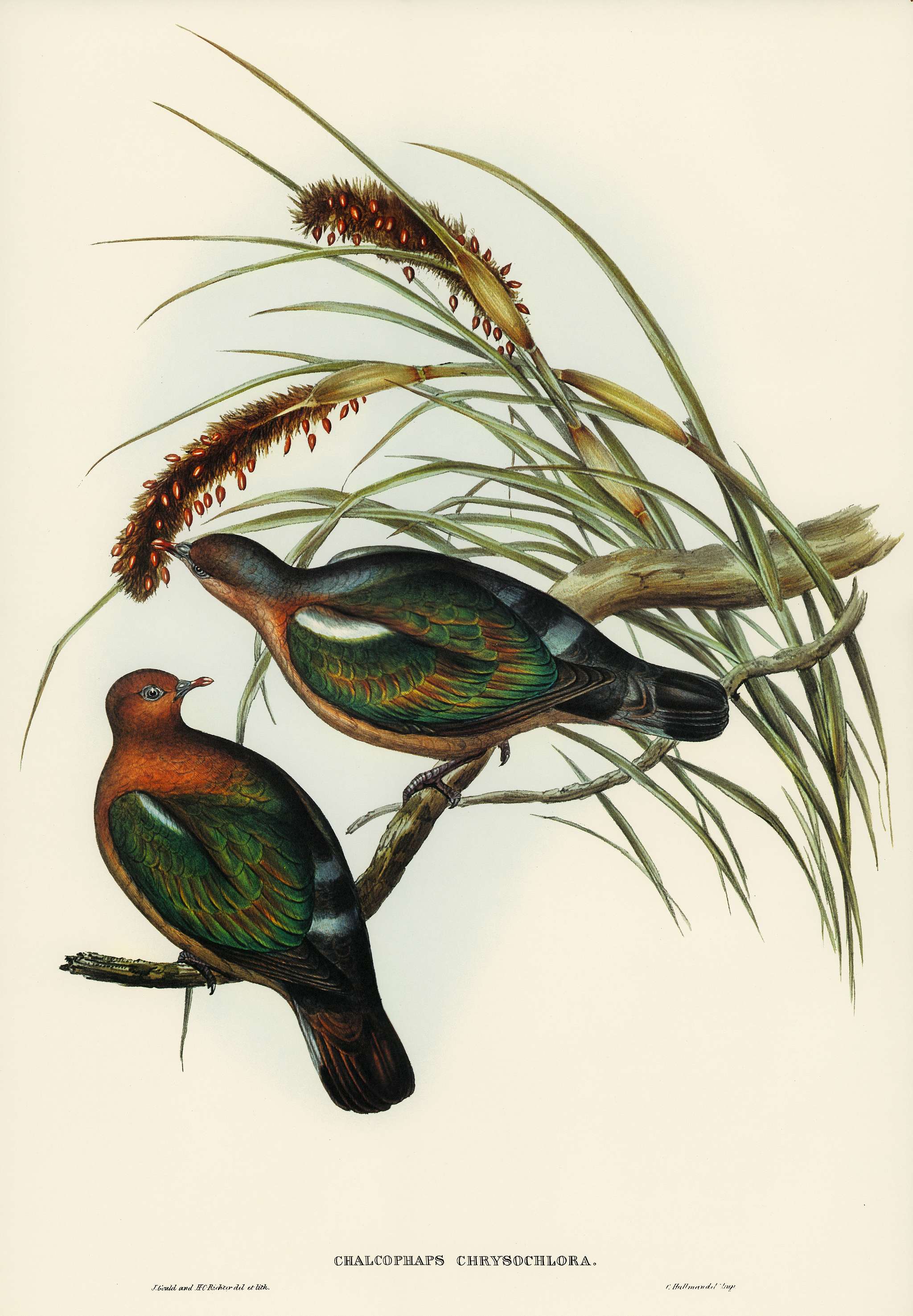 Little Green Pigeon (Chalcophaps chrysochlora) illustrated by Elizabeth Gould (1804–1841) for John Gould’s (1804... Little Green Pigeon (Chalcophaps chrysochlora) illustrated by Elizabeth Gould (1804–1841) for John Gould’s (1804...