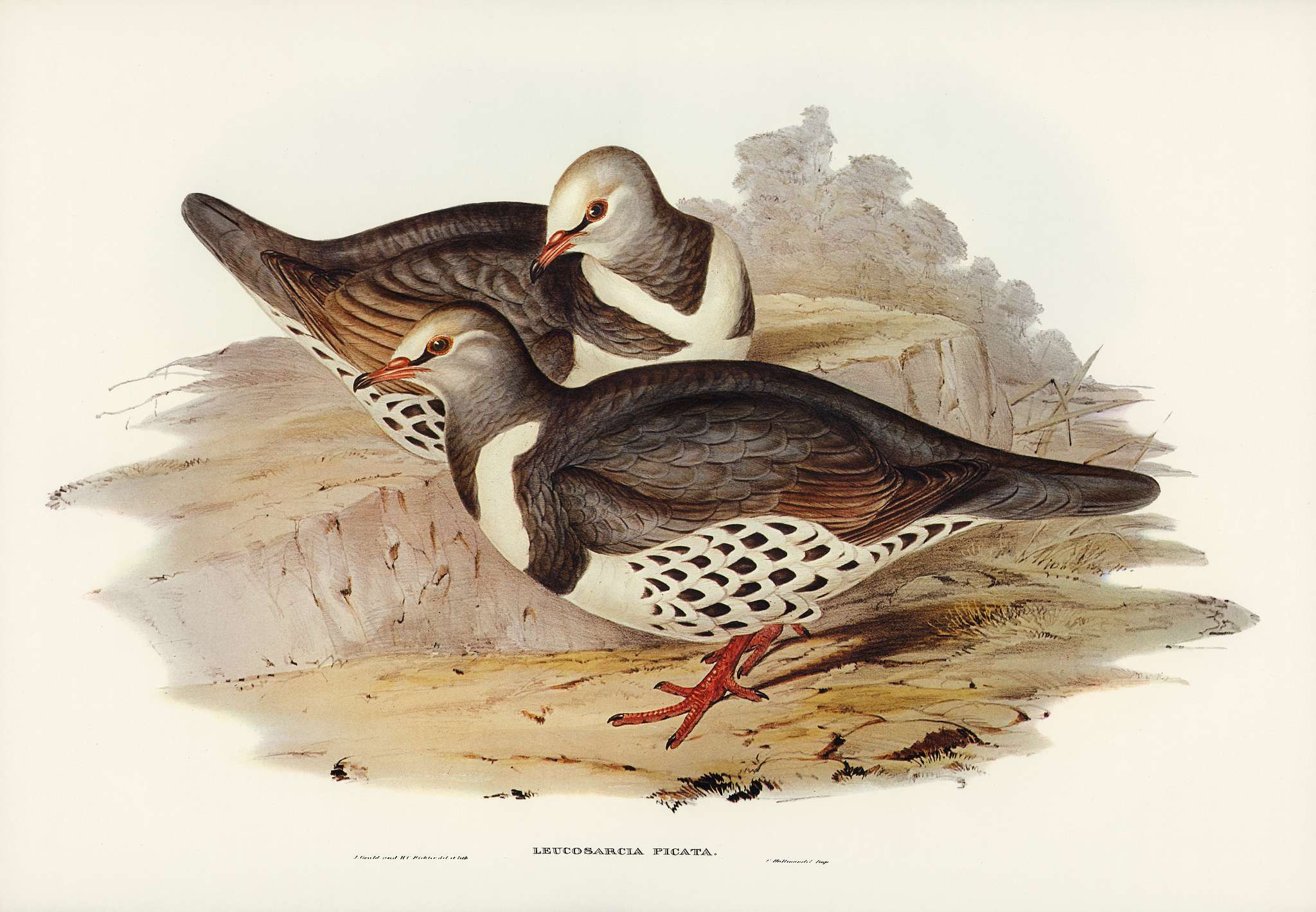 Wonga-wonga Pigeon (Leucosarcia picata) illustrated by Elizabeth Gould (1804–1841) for John Gould’s (1804-1881)... Wonga-wonga Pigeon (Leucosarcia picata) illustrated by Elizabeth Gould (1804–1841) for John Gould’s (1804-1881)...