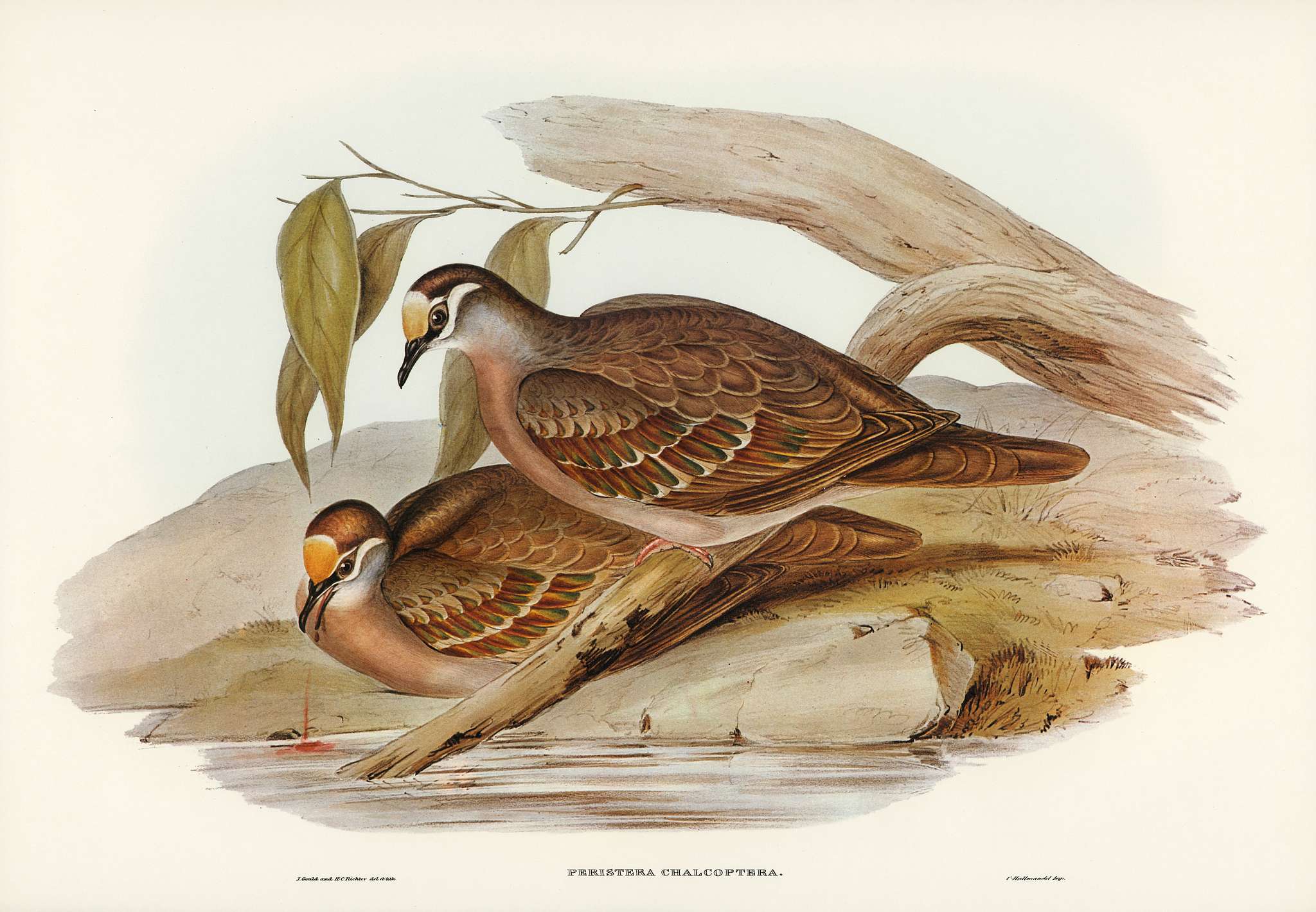 Bronze-winged Pigeon (Peristera chalcoptera) illustrated by Elizabeth Gould (1804–1841) for John Gould’s (1804-... Bronze-winged Pigeon (Peristera chalcoptera) illustrated by Elizabeth Gould (1804–1841) for John Gould’s (1804-...