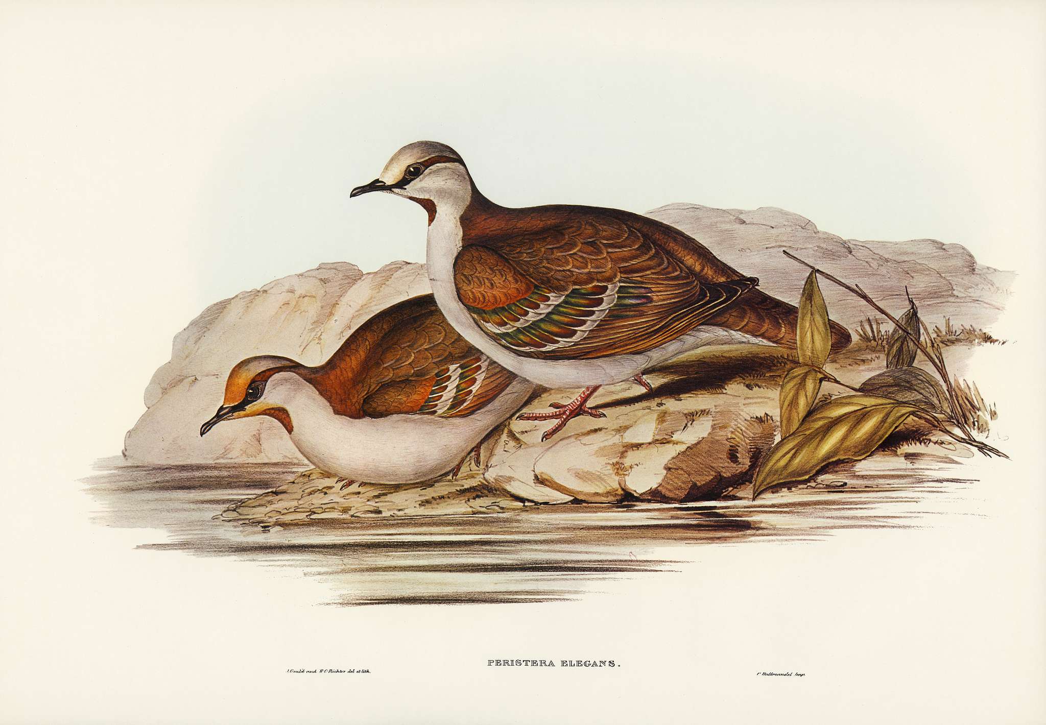 Brush Bronze-winged Pigeon (Peristera elegans) illustrated by Elizabeth Gould (1804–1841) for John Gould’s (1804... Brush Bronze-winged Pigeon (Peristera elegans) illustrated by Elizabeth Gould (1804–1841) for John Gould’s (1804...