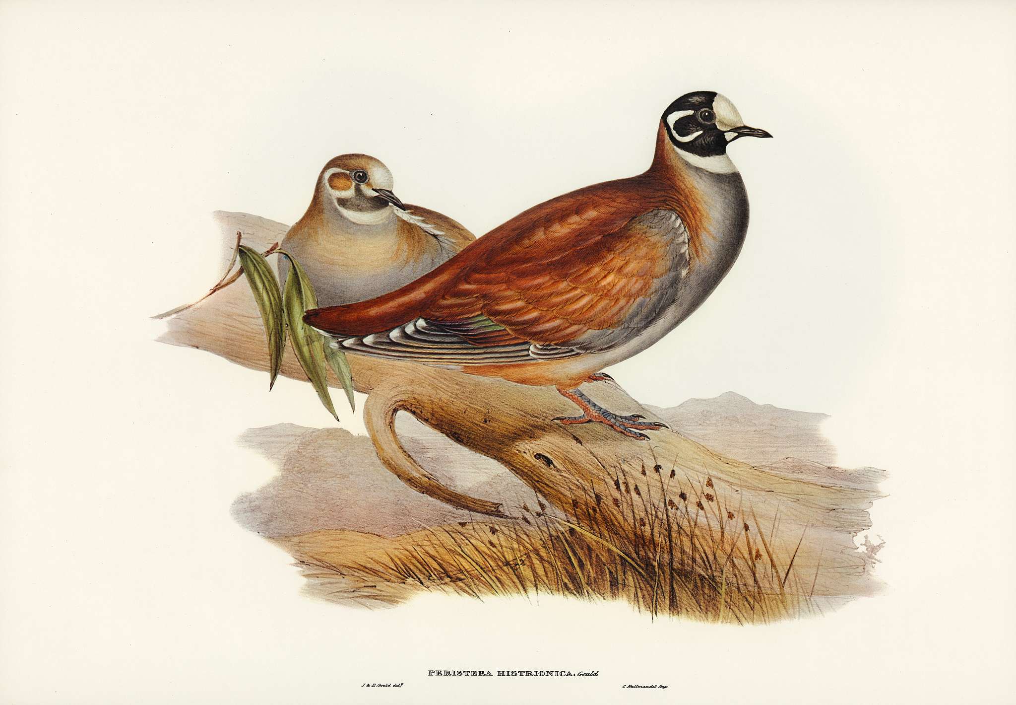 Harlequin Bronze-wing (Peristera histrionica) illustrated by Elizabeth Gould (1804–1841) for John Gould’s (1804-... Harlequin Bronze-wing (Peristera histrionica) illustrated by Elizabeth Gould (1804–1841) for John Gould’s (1804-...