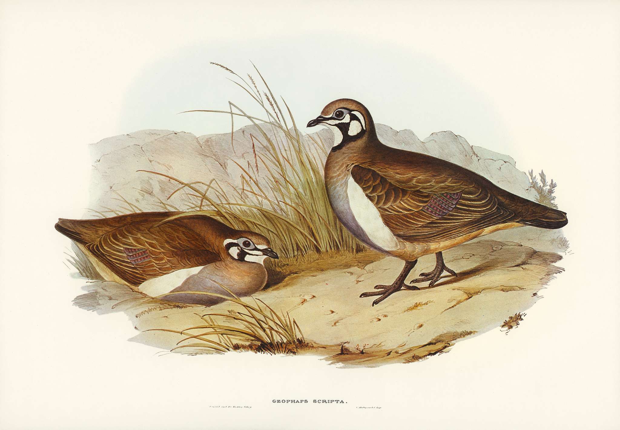 Partridge Bronze-wing (Geophaps scripta) illustrated by Elizabeth Gould (1804–1841) for John Gould’s (1804-1881... Partridge Bronze-wing (Geophaps scripta) illustrated by Elizabeth Gould (1804–1841) for John Gould’s (1804-1881...