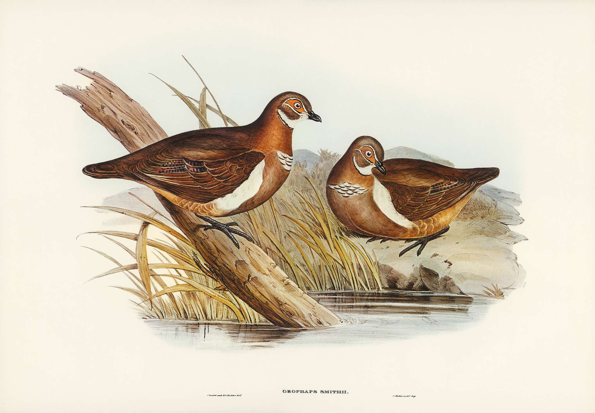 Smith's Partridge Bronze-wing (Geophaps Smithii) illustrated by Elizabeth Gould (1804–1841) for John Gould’s... Smith's Partridge Bronze-wing (Geophaps Smithii) illustrated by Elizabeth Gould (1804–1841) for John Gould’s...