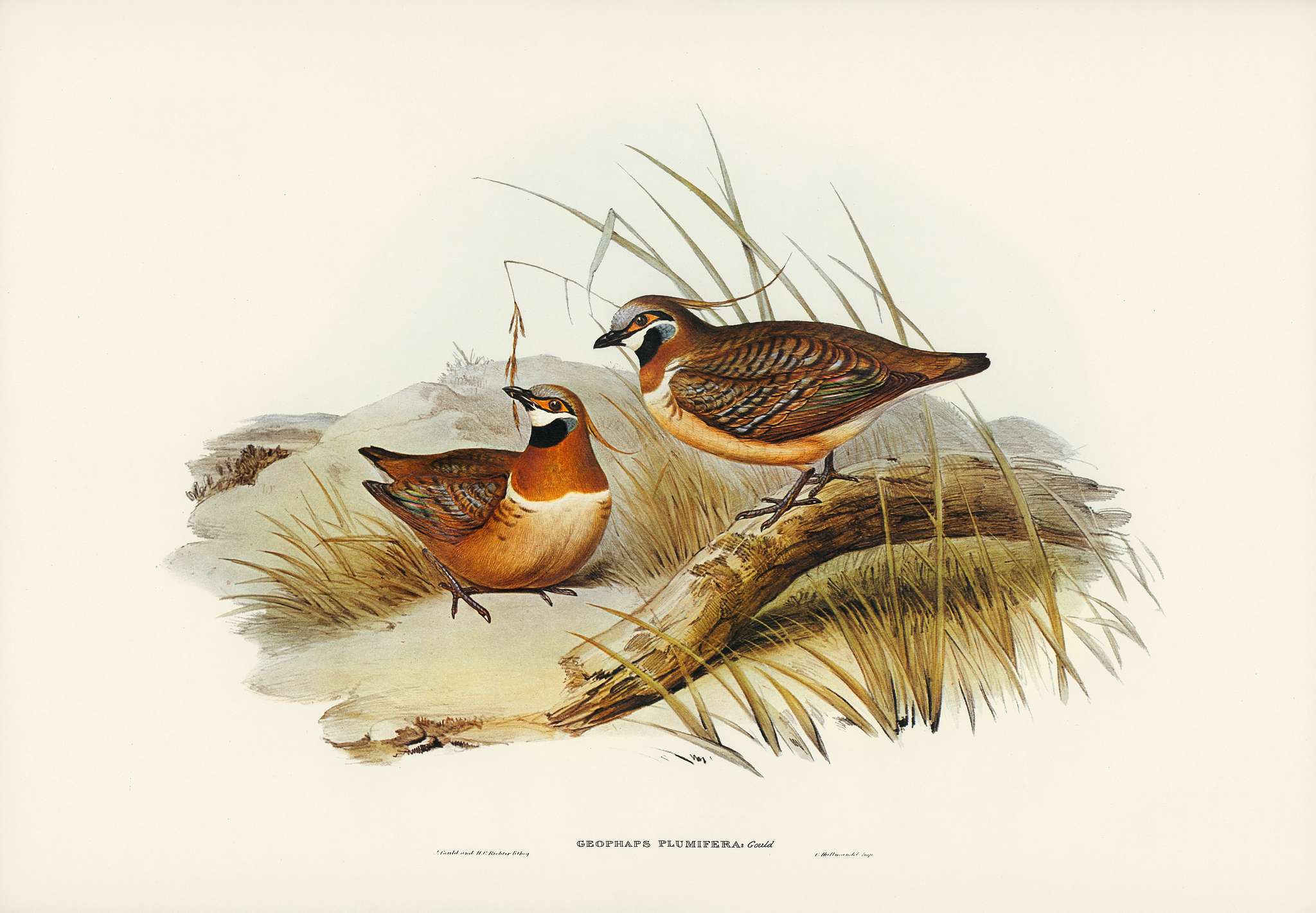 Plumed Partridge Bronze-wing (Geophaps plumifera) illustrated by Elizabeth Gould (1804–1841) for John Gould’s (... Plumed Partridge Bronze-wing (Geophaps plumifera) illustrated by Elizabeth Gould (1804–1841) for John Gould’s (...