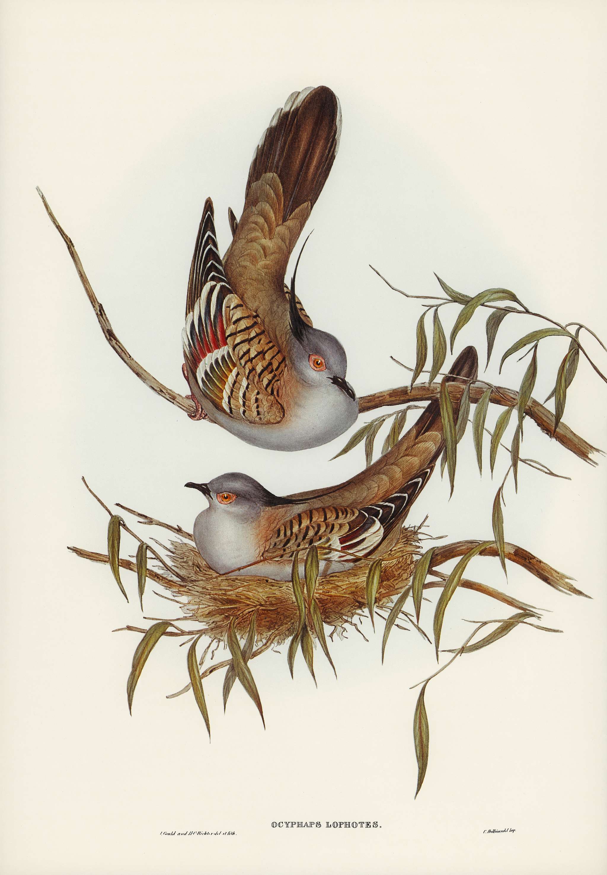 Crested Pigeon (Ocyphaps Lophotes) illustrated by Elizabeth Gould (1804–1841) for John Gould’s (1804-1881) Birds... Crested Pigeon (Ocyphaps Lophotes) illustrated by Elizabeth Gould (1804–1841) for John Gould’s (1804-1881) Birds...