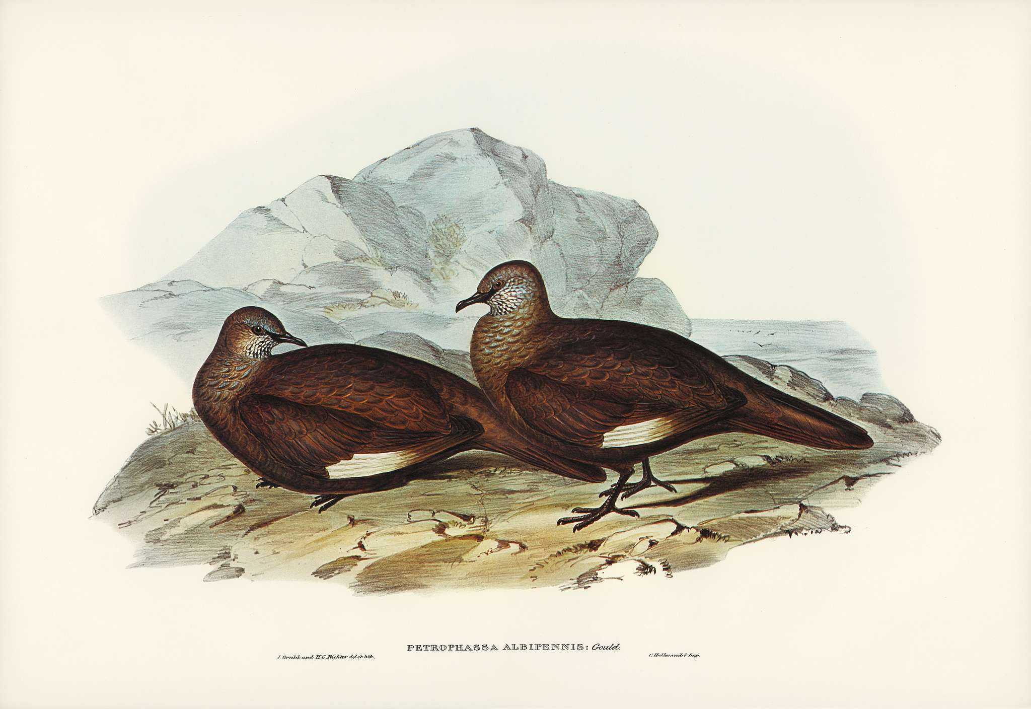 White-quilled Rock Dove (Petrophassa albipennis) illustrated by Elizabeth Gould (1804–1841) for John Gould’s (... White-quilled Rock Dove (Petrophassa albipennis) illustrated by Elizabeth Gould (1804–1841) for John Gould’s (...