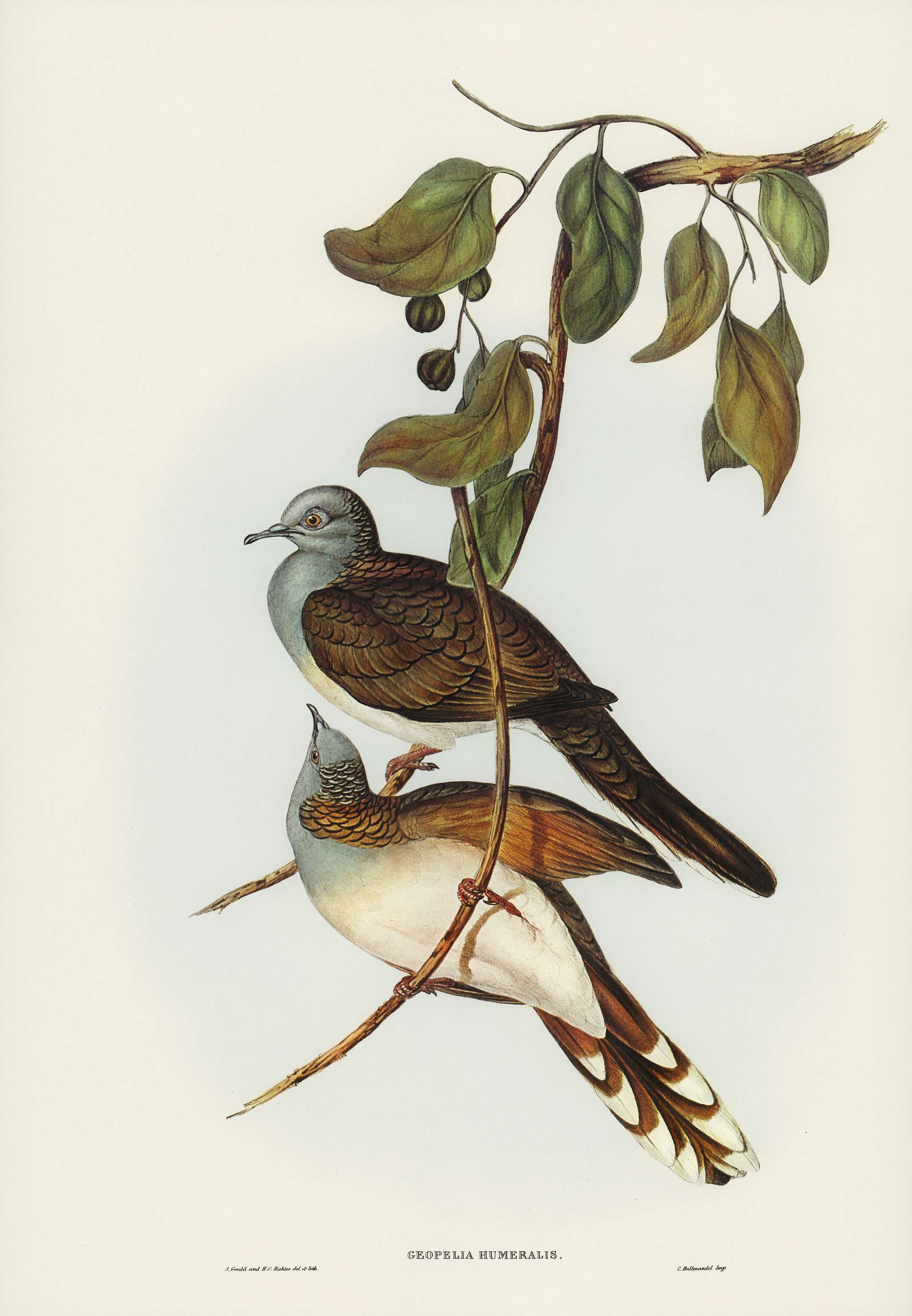 Barred-shouldered Ground Dove (Geopelia humeralis) illustrated by Elizabeth Gould (1804–1841) for John Gould’s (... Barred-shouldered Ground Dove (Geopelia humeralis) illustrated by Elizabeth Gould (1804–1841) for John Gould’s (...