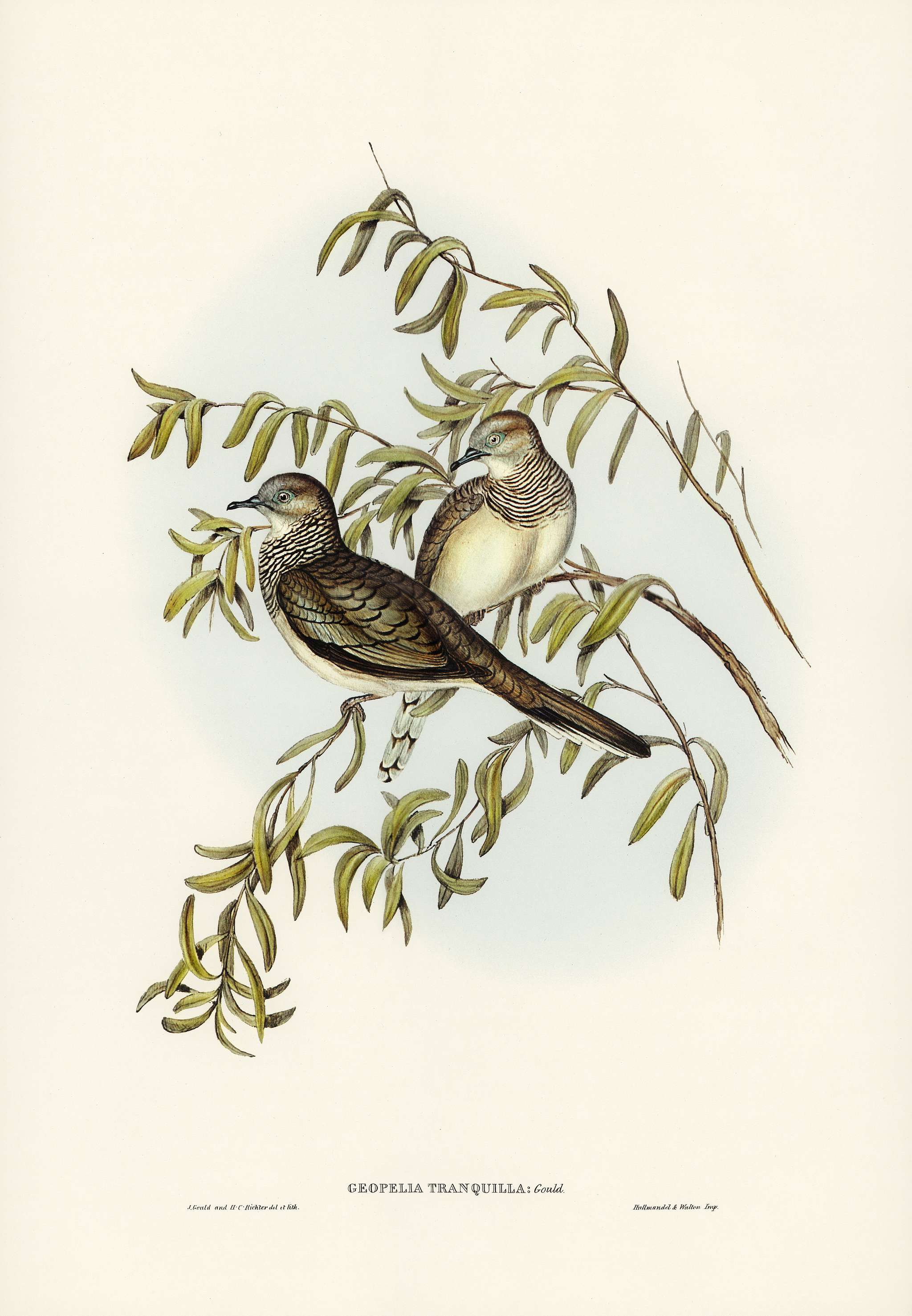 Peaceful Ground Dove (Geopelia tranquilla) illustrated by Elizabeth Gould (1804–1841) for John Gould’s (1804-... Peaceful Ground Dove (Geopelia tranquilla) illustrated by Elizabeth Gould (1804–1841) for John Gould’s (1804-...