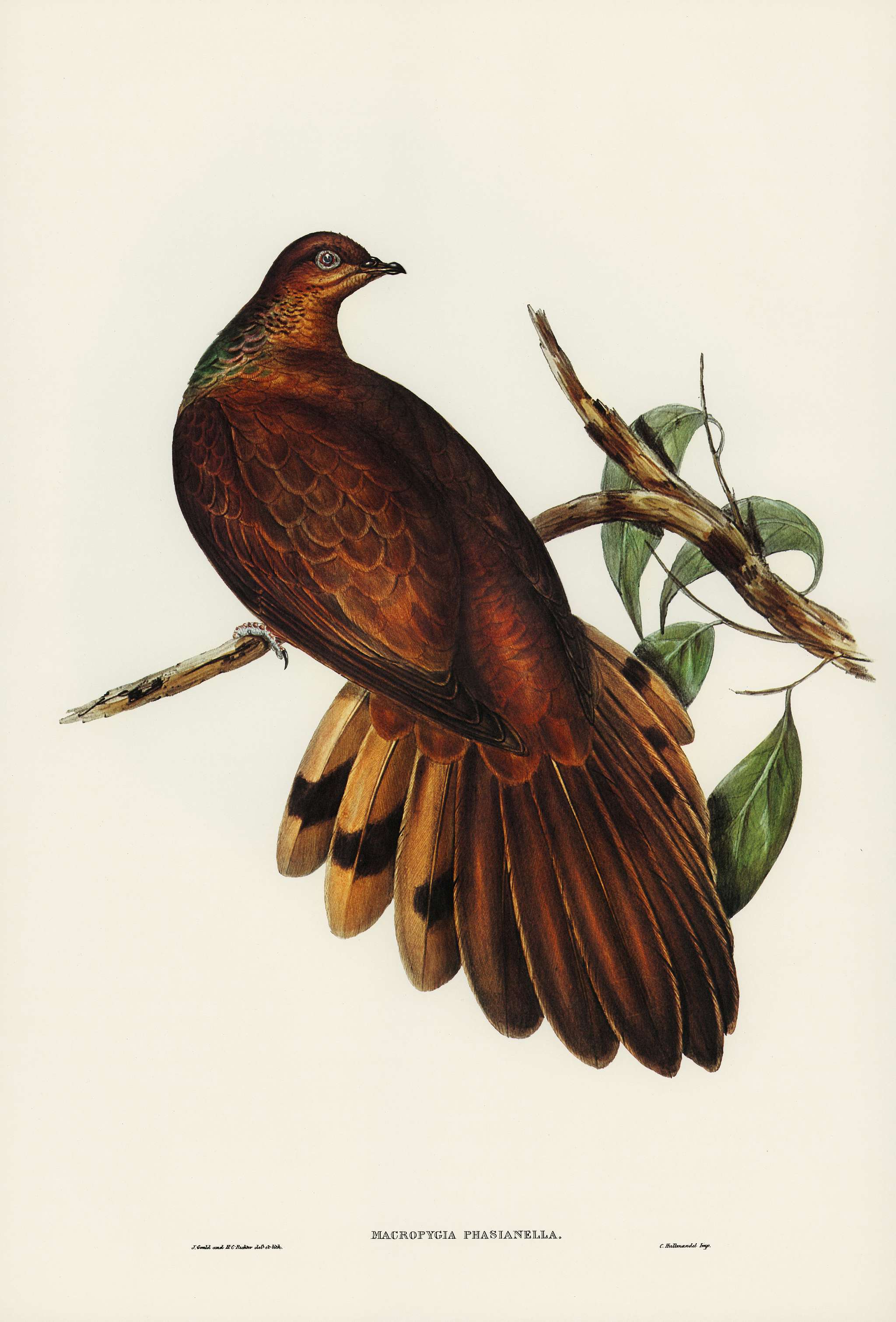 Pheasant-tailed Pigeon (Macropygia Phasianella) illustrated by Elizabeth Gould (1804–1841) for John Gould’s (... Pheasant-tailed Pigeon (Macropygia Phasianella) illustrated by Elizabeth Gould (1804–1841) for John Gould’s (...