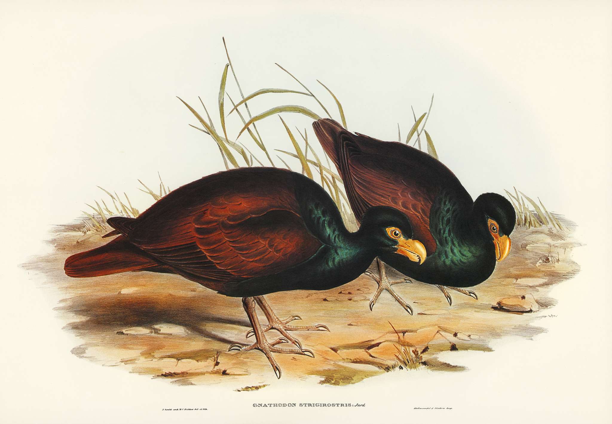 Gnathodon (Gnathodon strigirostris) illustrated by Elizabeth Gould (1804–1841) for John Gould’s (1804-1881)... Gnathodon (Gnathodon strigirostris) illustrated by Elizabeth Gould (1804–1841) for John Gould’s (1804-1881)...