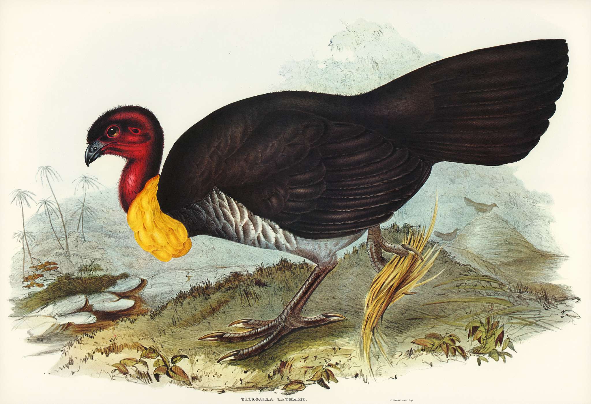 Brush turkey (Talegalla Lathamii) illustrated by Elizabeth Gould (1804–1841) for John Gould’s (1804-1881) Birds... Brush turkey (Talegalla Lathamii) illustrated by Elizabeth Gould (1804–1841) for John Gould’s (1804-1881) Birds...