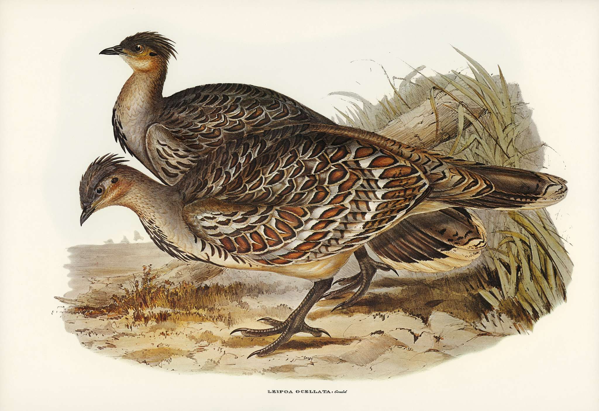 Ocellated Leipoa (Leipoa ocellata) illustrated by Elizabeth Gould (1804–1841) for John Gould’s (1804-1881) Birds... Ocellated Leipoa (Leipoa ocellata) illustrated by Elizabeth Gould (1804–1841) for John Gould’s (1804-1881) Birds...