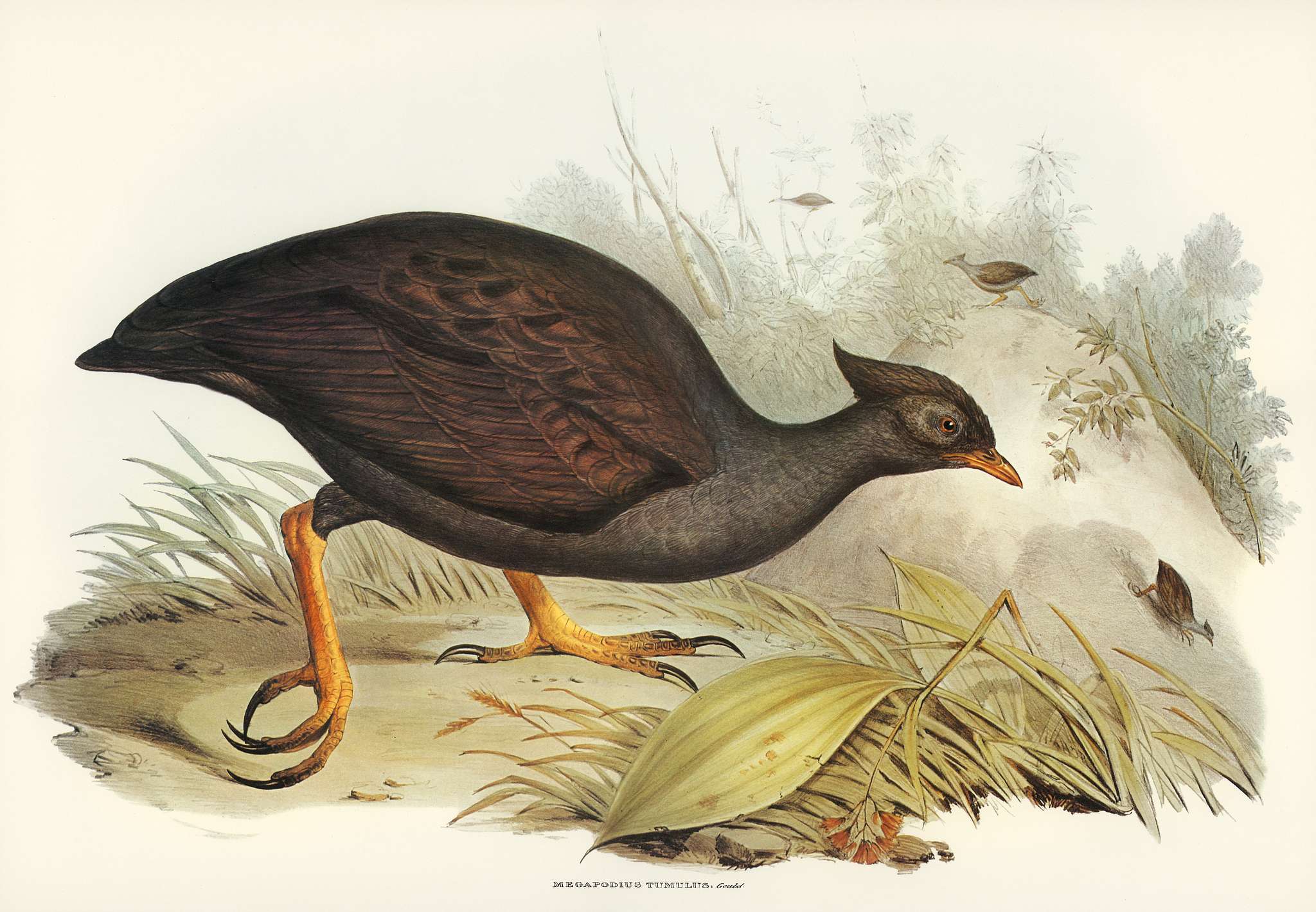 Mound-raising Megapode (Megapodius Tumulus) illustrated by Elizabeth Gould (1804–1841) for John Gould’s (1804-... Mound-raising Megapode (Megapodius Tumulus) illustrated by Elizabeth Gould (1804–1841) for John Gould’s (1804-...