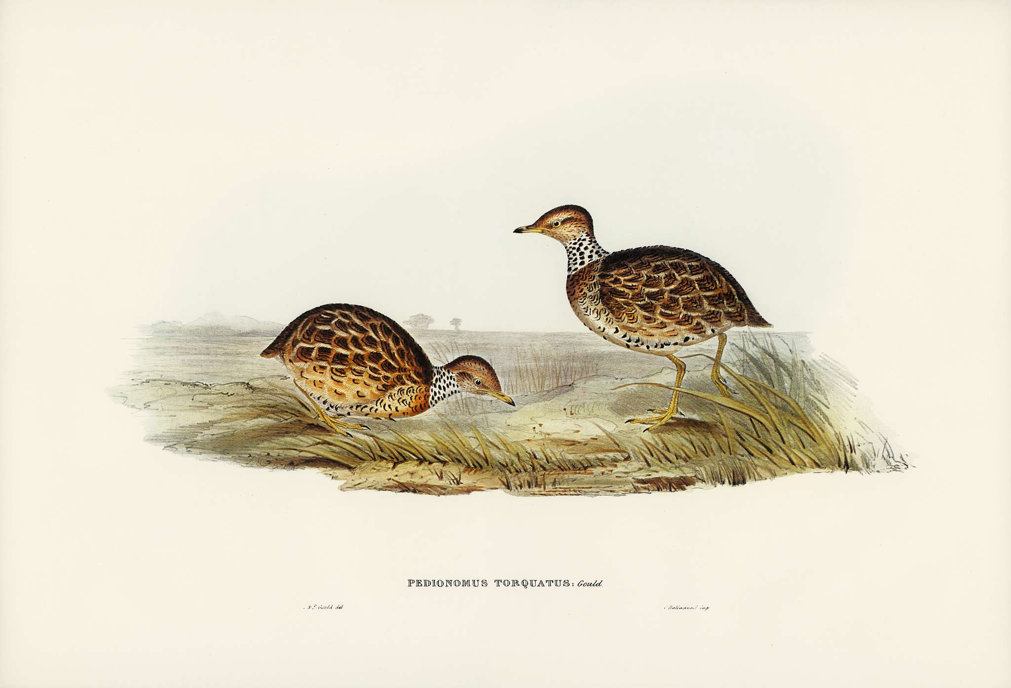 Collared Plain Wanderer (Pedionomus torquatus) illustrated by Elizabeth Gould (1804–1841) for John Gould’s (1804... Collared Plain Wanderer (Pedionomus torquatus) illustrated by Elizabeth Gould (1804–1841) for John Gould’s (1804...