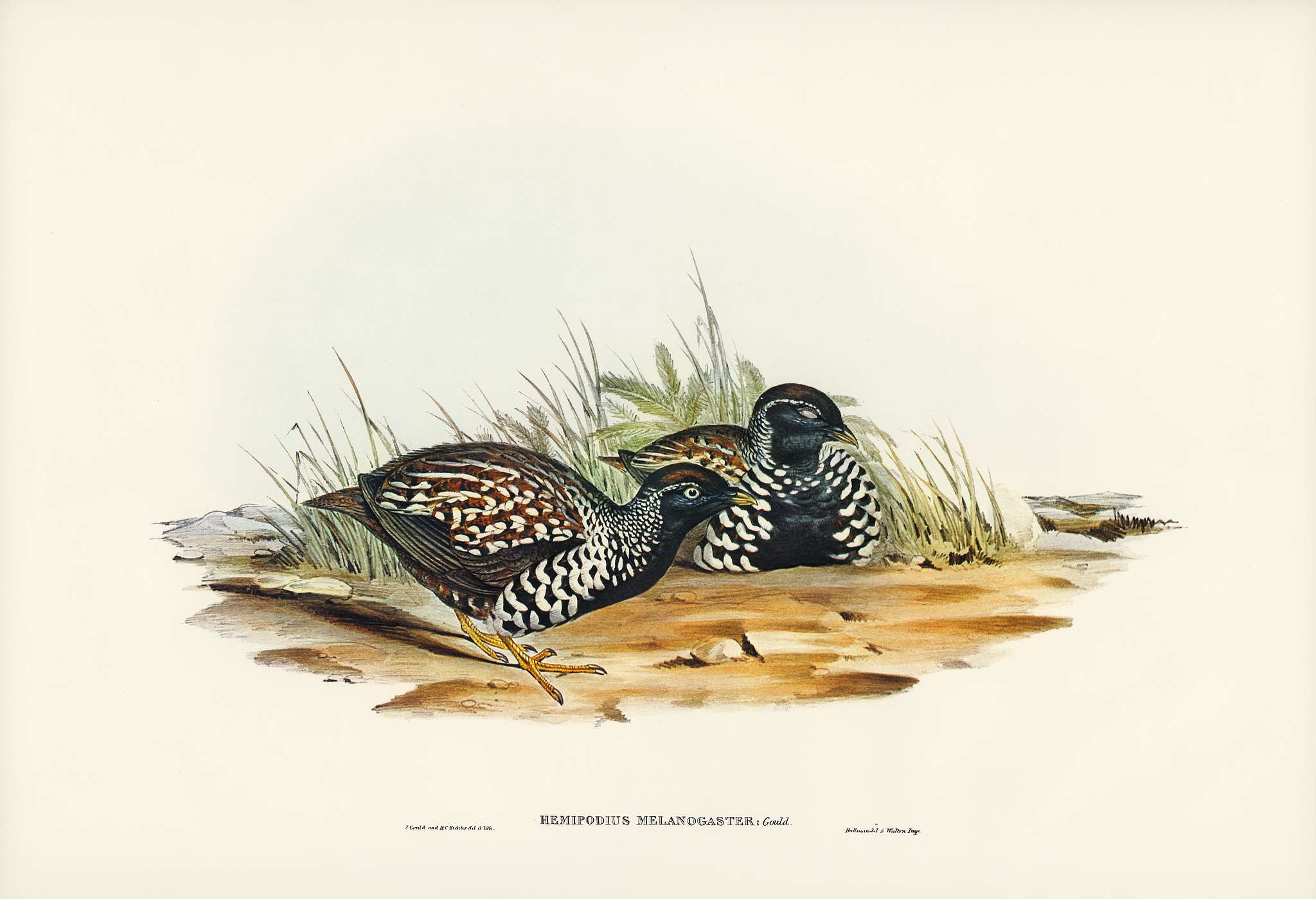 Black-breasted Hemipode (Hemipodius melanogaster) illustrated by Elizabeth Gould (1804–1841) for John Gould’s (... Black-breasted Hemipode (Hemipodius melanogaster) illustrated by Elizabeth Gould (1804–1841) for John Gould’s (...