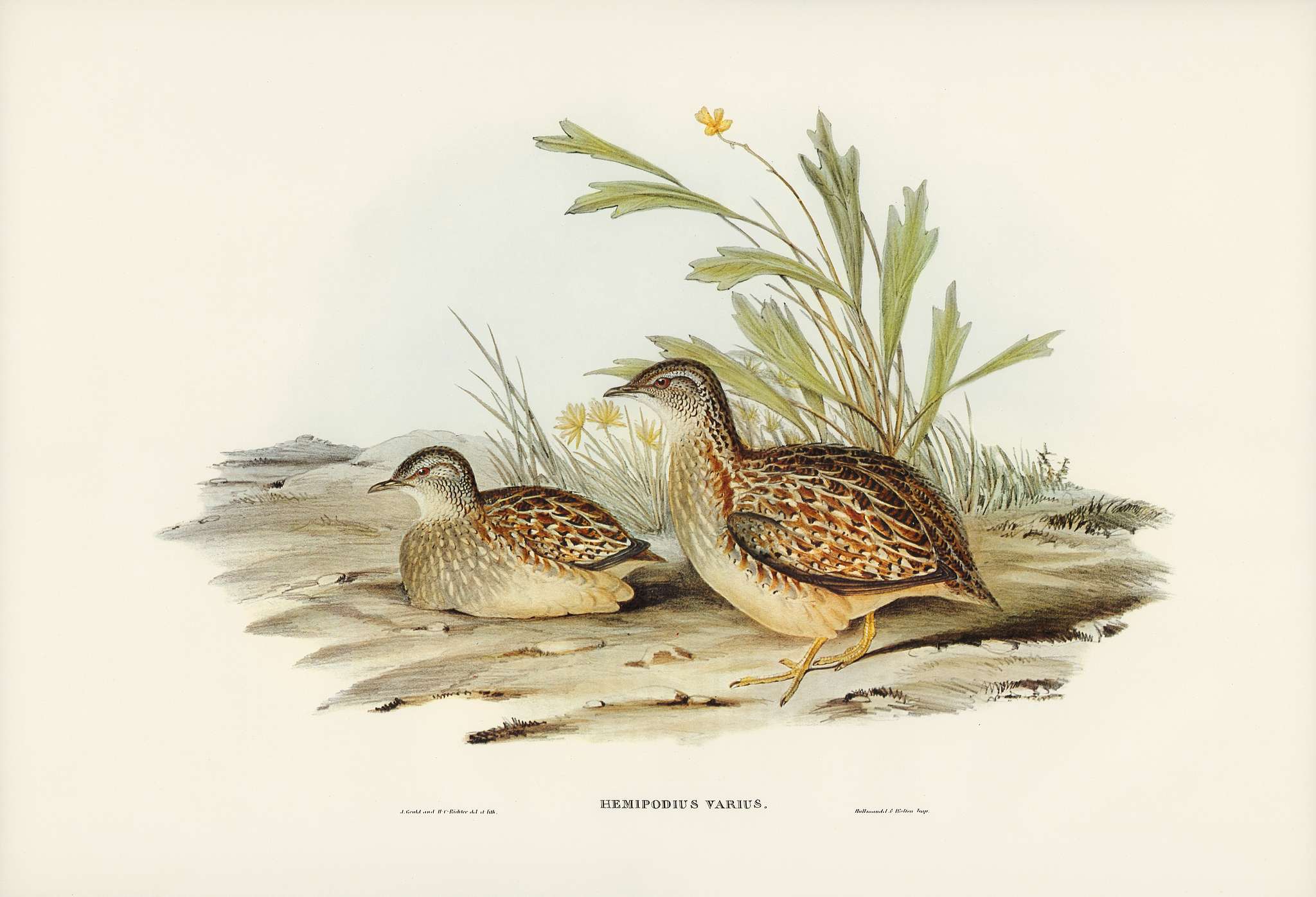 Varied Hemipode (Hemipodius Varius) illustrated by Elizabeth Gould (1804–1841) for John Gould’s (1804-1881)... Varied Hemipode (Hemipodius Varius) illustrated by Elizabeth Gould (1804–1841) for John Gould’s (1804-1881)...