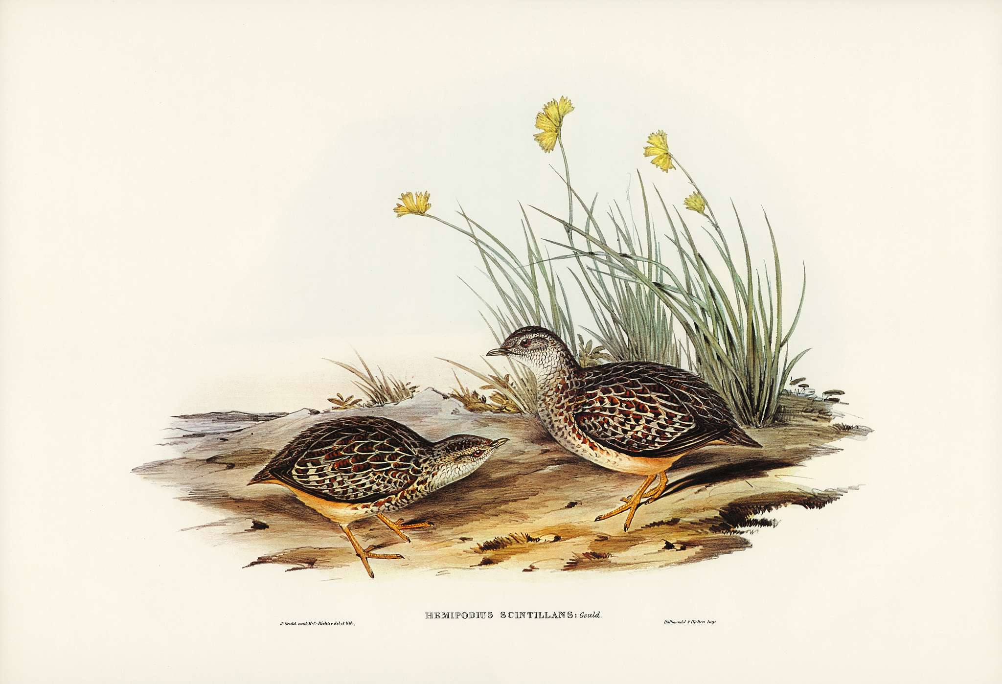 Sparkling Hemipode (Hemipodius scintillans) illustrated by Elizabeth Gould (1804–1841) for John Gould’s (1804-... Sparkling Hemipode (Hemipodius scintillans) illustrated by Elizabeth Gould (1804–1841) for John Gould’s (1804-...