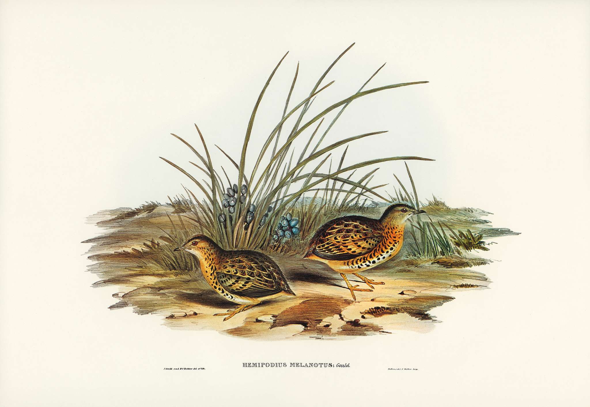 Black-backed Hemipode (Hemipodius melanotus) illustrated by Elizabeth Gould (1804–1841) for John Gould’s (1804-... Black-backed Hemipode (Hemipodius melanotus) illustrated by Elizabeth Gould (1804–1841) for John Gould’s (1804-...