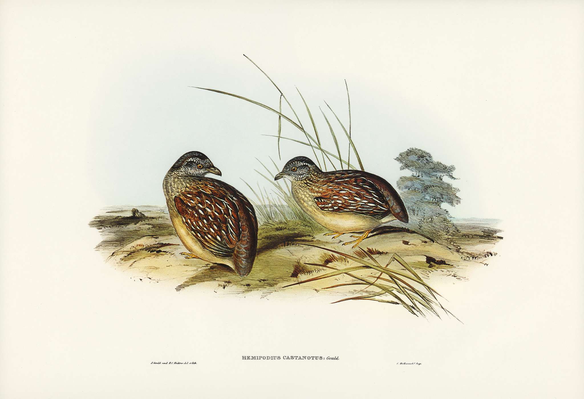 Chestnut-backed Hemipode (Hemipodius castanotus) illustrated by Elizabeth Gould (1804–1841) for John Gould’s (... Chestnut-backed Hemipode (Hemipodius castanotus) illustrated by Elizabeth Gould (1804–1841) for John Gould’s (...