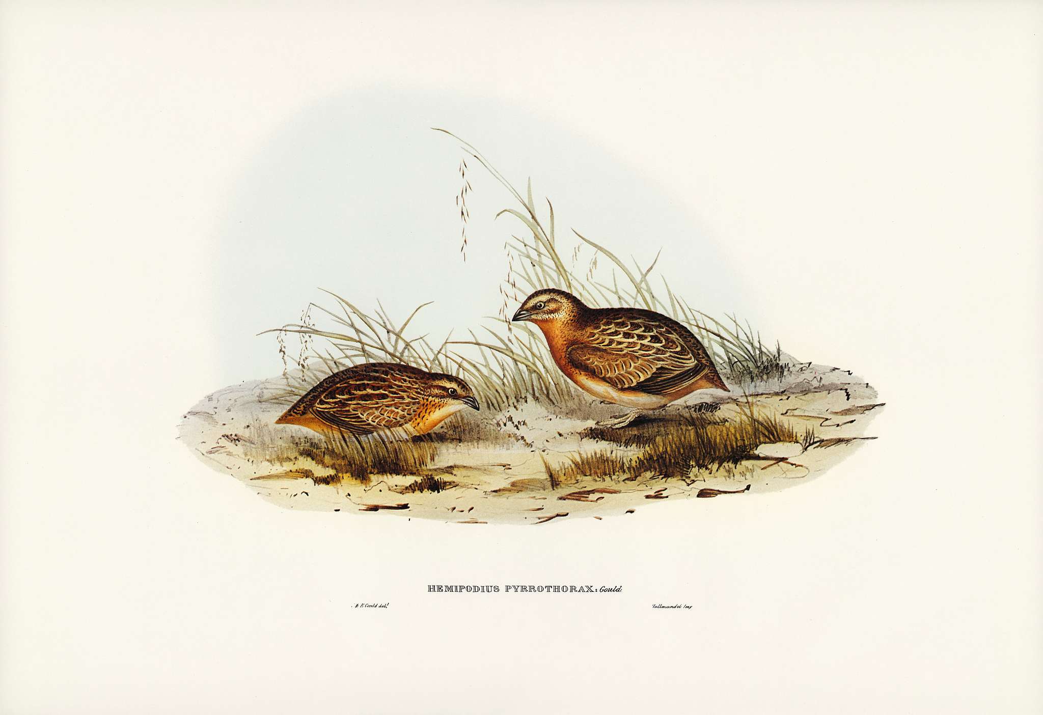 Red-chested Hemipode (Hemipodius pyrrhothorax) illustrated by Elizabeth Gould (1804–1841) for John Gould’s (1804... Red-chested Hemipode (Hemipodius pyrrhothorax) illustrated by Elizabeth Gould (1804–1841) for John Gould’s (1804...