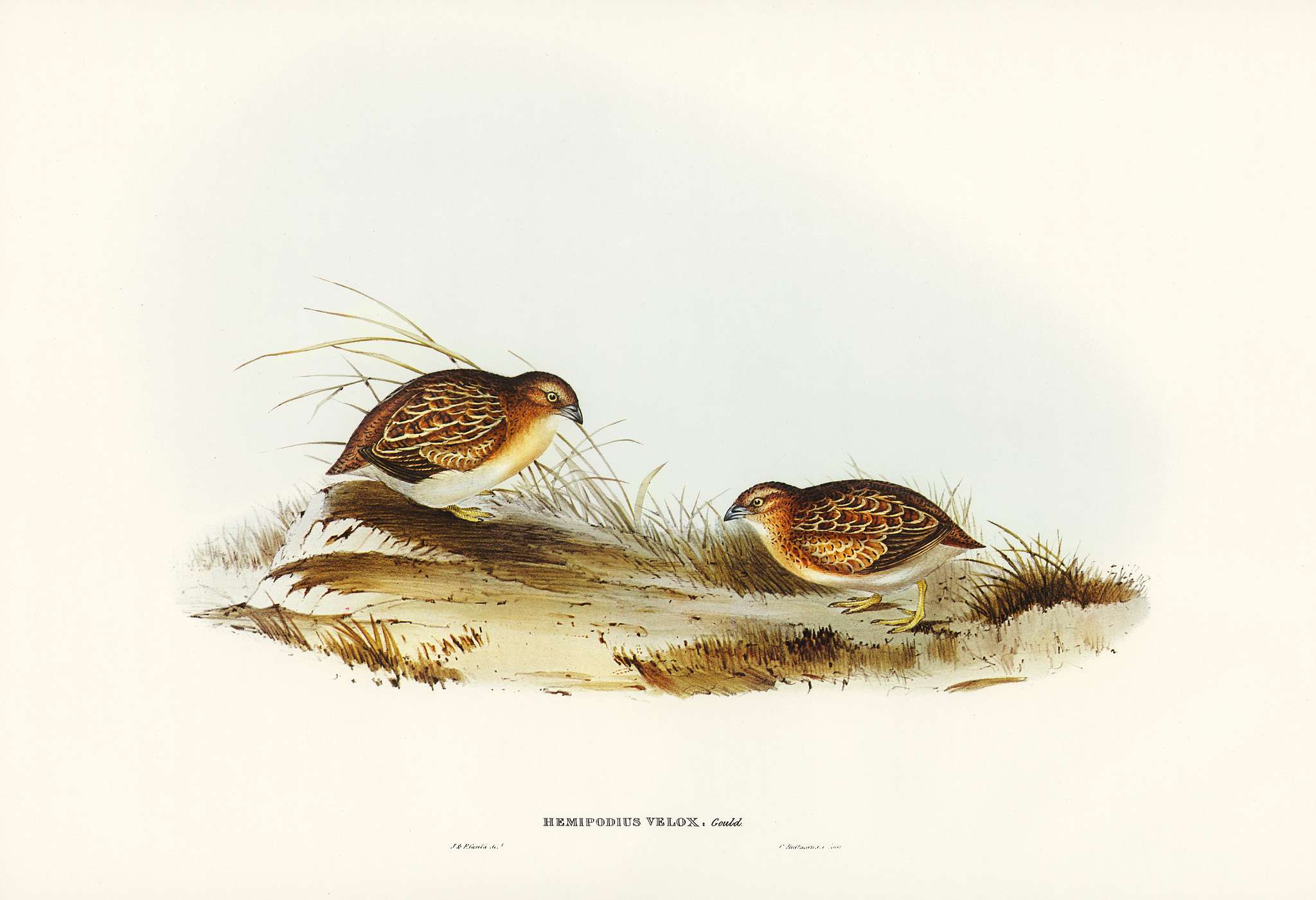 Swift-flying Hemipode (Hemipodius velox) illustrated by Elizabeth Gould (1804–1841) for John Gould’s (1804-1881... Swift-flying Hemipode (Hemipodius velox) illustrated by Elizabeth Gould (1804–1841) for John Gould’s (1804-1881...