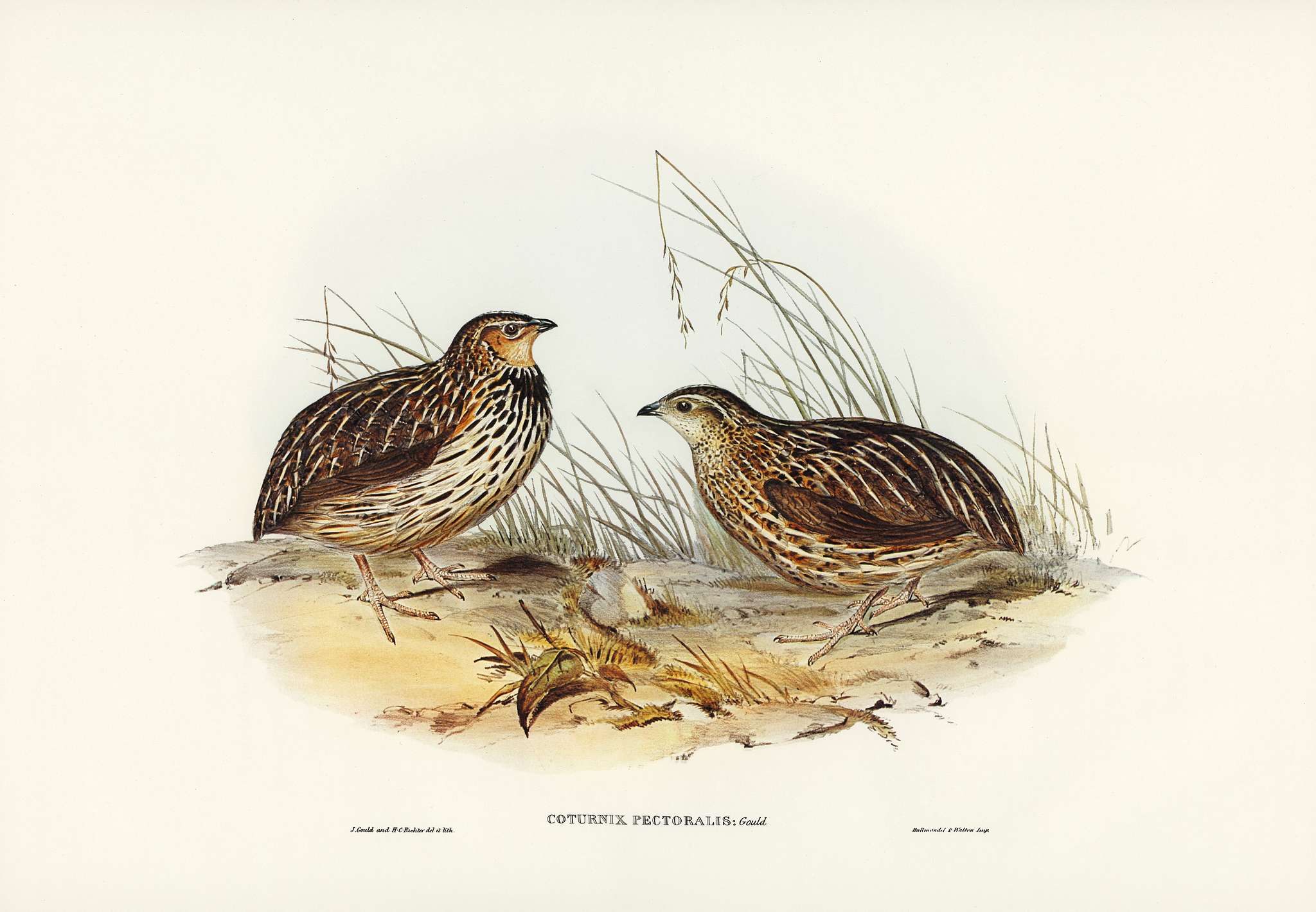 Pectoral Quail (Coturnix pectoralis) illustrated by Elizabeth Gould (1804–1841) for John Gould’s (1804-1881)... Pectoral Quail (Coturnix pectoralis) illustrated by Elizabeth Gould (1804–1841) for John Gould’s (1804-1881)...