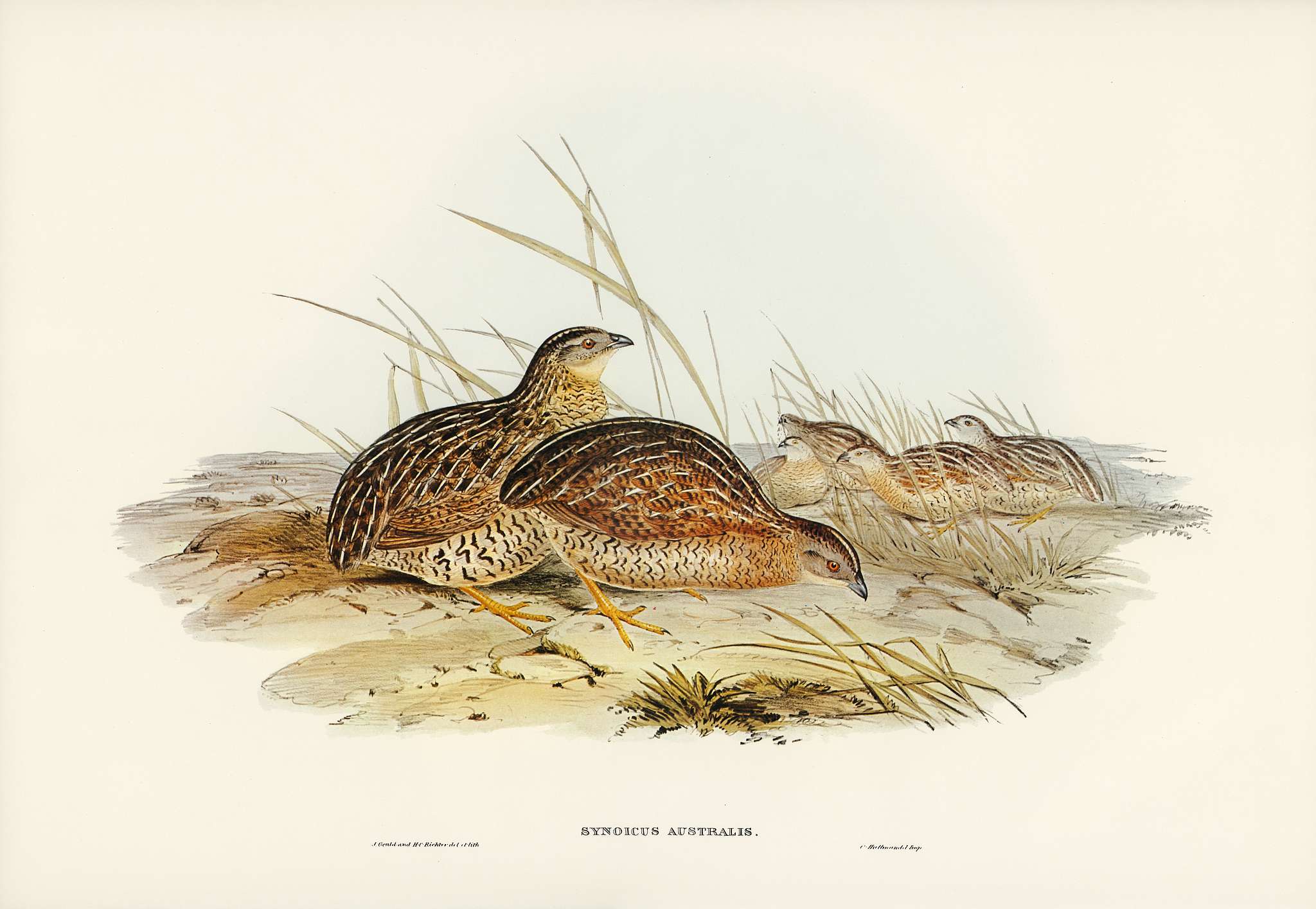 Australian Partridge (Synoicus Australis) illustrated by Elizabeth Gould (1804–1841) for John Gould’s (1804-1881... Australian Partridge (Synoicus Australis) illustrated by Elizabeth Gould (1804–1841) for John Gould’s (1804-1881...
