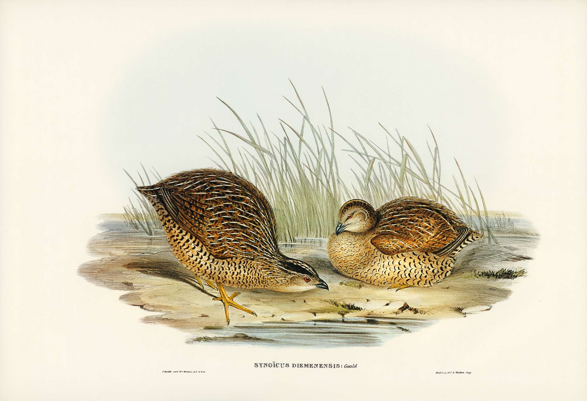 Van Diemen's Land Partridge (Synoicus Diemenensis) illustrated by Elizabeth Gould (1804–1841) for John Gould... Van Diemen's Land Partridge (Synoicus Diemenensis) illustrated by Elizabeth Gould (1804–1841) for John Gould...