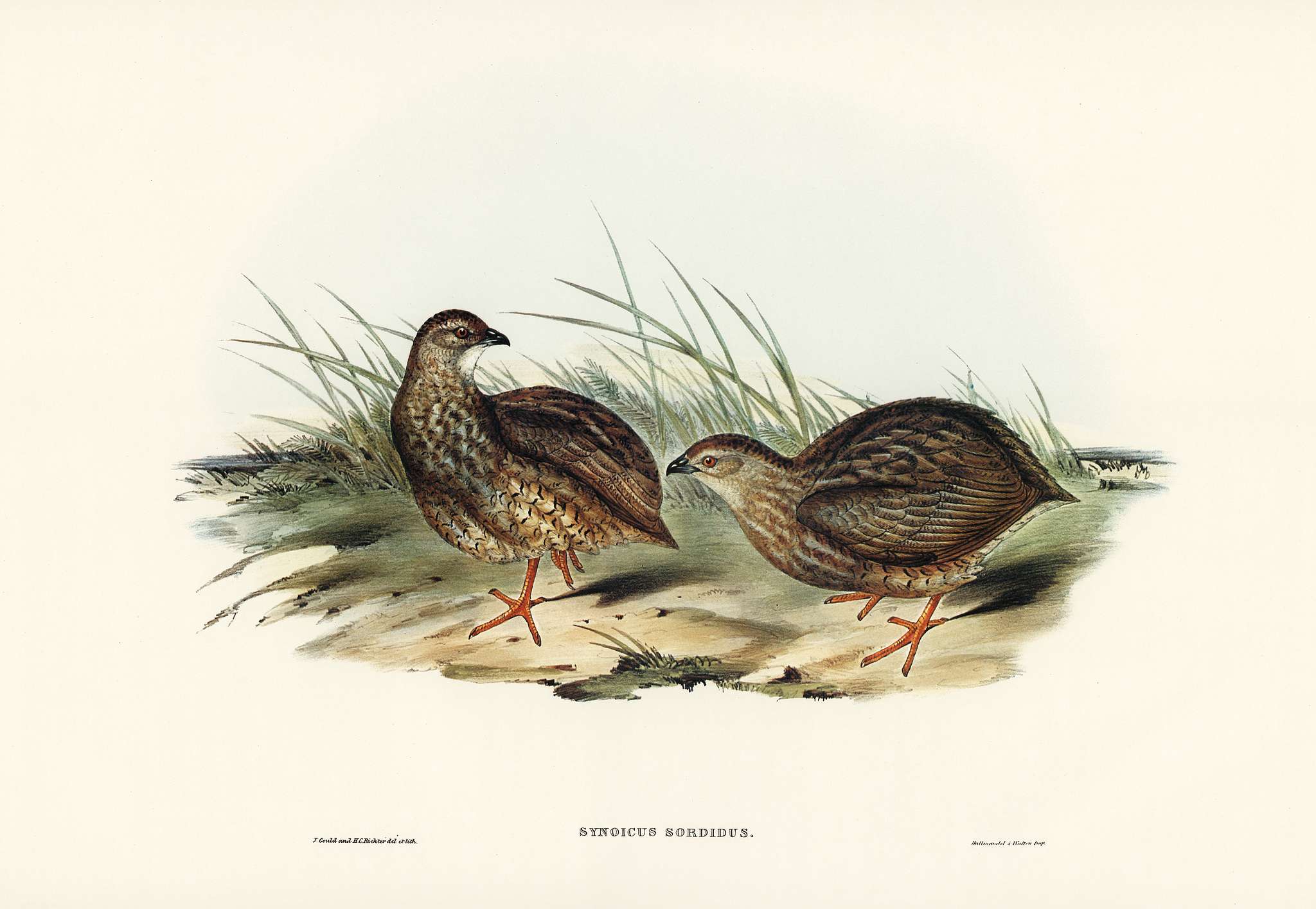 Sombre Partridge (Synoicus sordidus) illustrated by Elizabeth Gould (1804–1841) for John Gould’s (1804-1881)... Sombre Partridge (Synoicus sordidus) illustrated by Elizabeth Gould (1804–1841) for John Gould’s (1804-1881)...