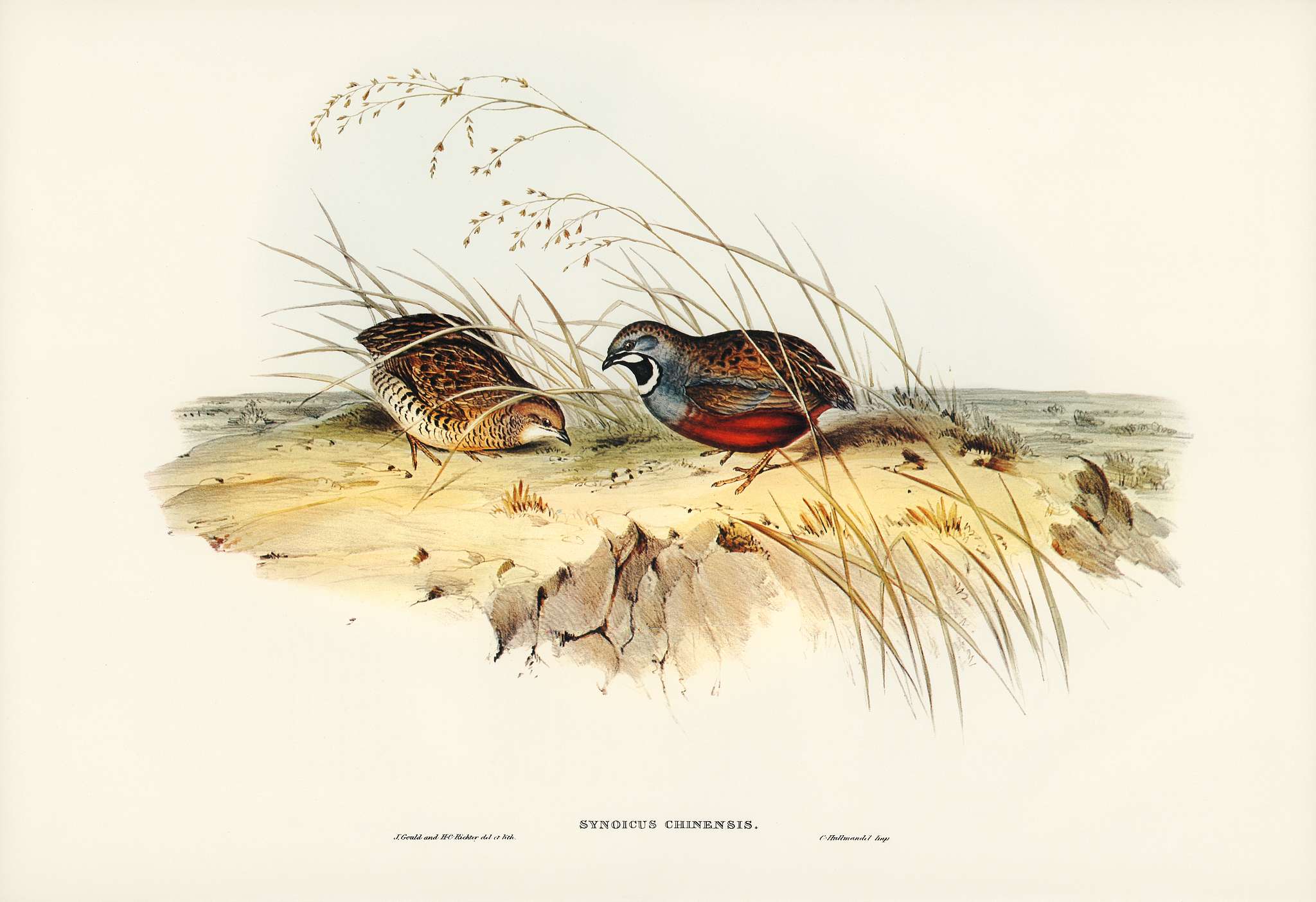 Chinese Quail (Synoicus Chinensis) illustrated by Elizabeth Gould (1804–1841) for John Gould’s (1804-1881) Birds... Chinese Quail (Synoicus Chinensis) illustrated by Elizabeth Gould (1804–1841) for John Gould’s (1804-1881) Birds...