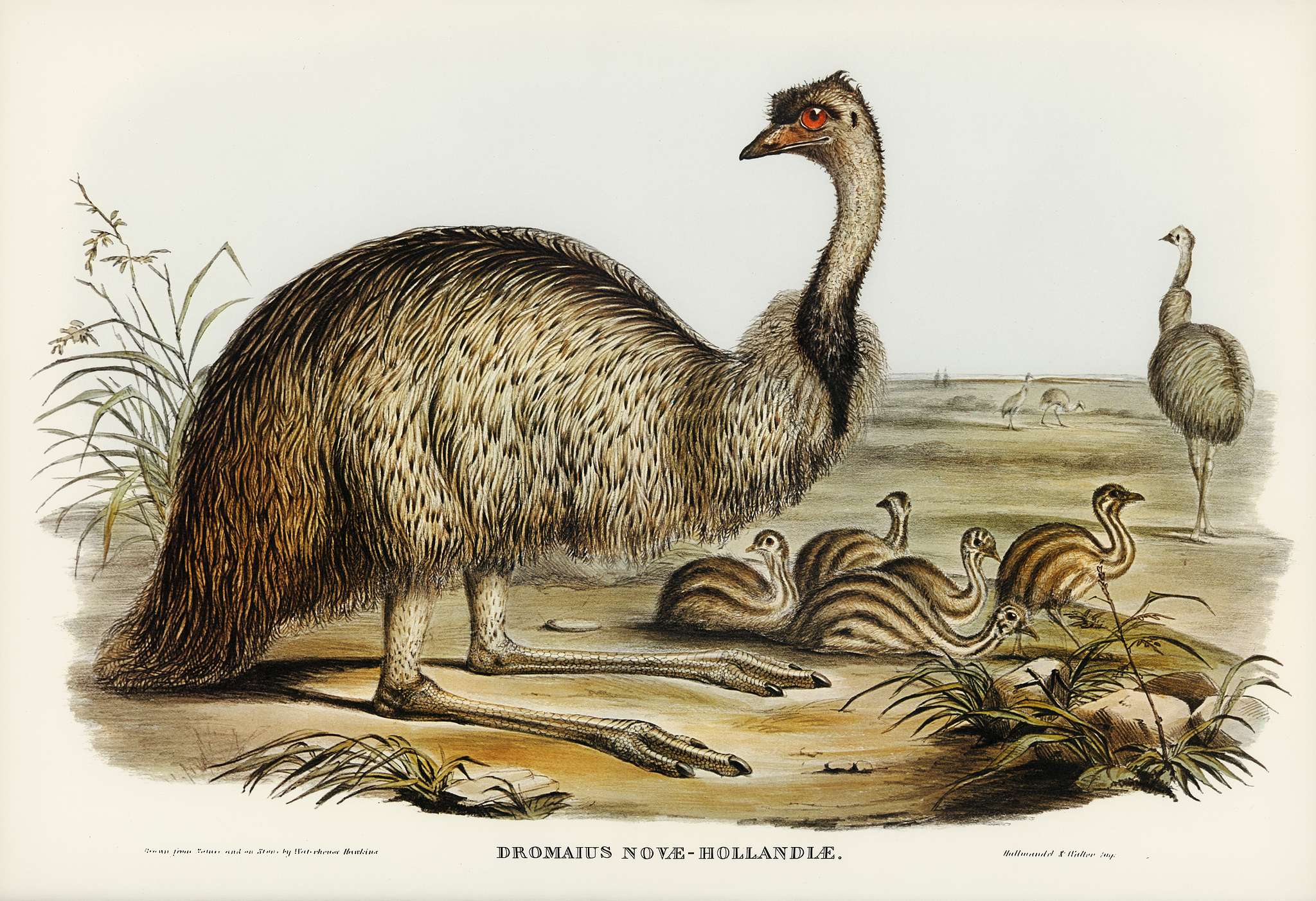 The Emu (Dromaius Novae-Hollandiae) illustrated by Elizabeth Gould (1804–1841) for John Gould’s (1804-1881)... The Emu (Dromaius Novae-Hollandiae) illustrated by Elizabeth Gould (1804–1841) for John Gould’s (1804-1881)...