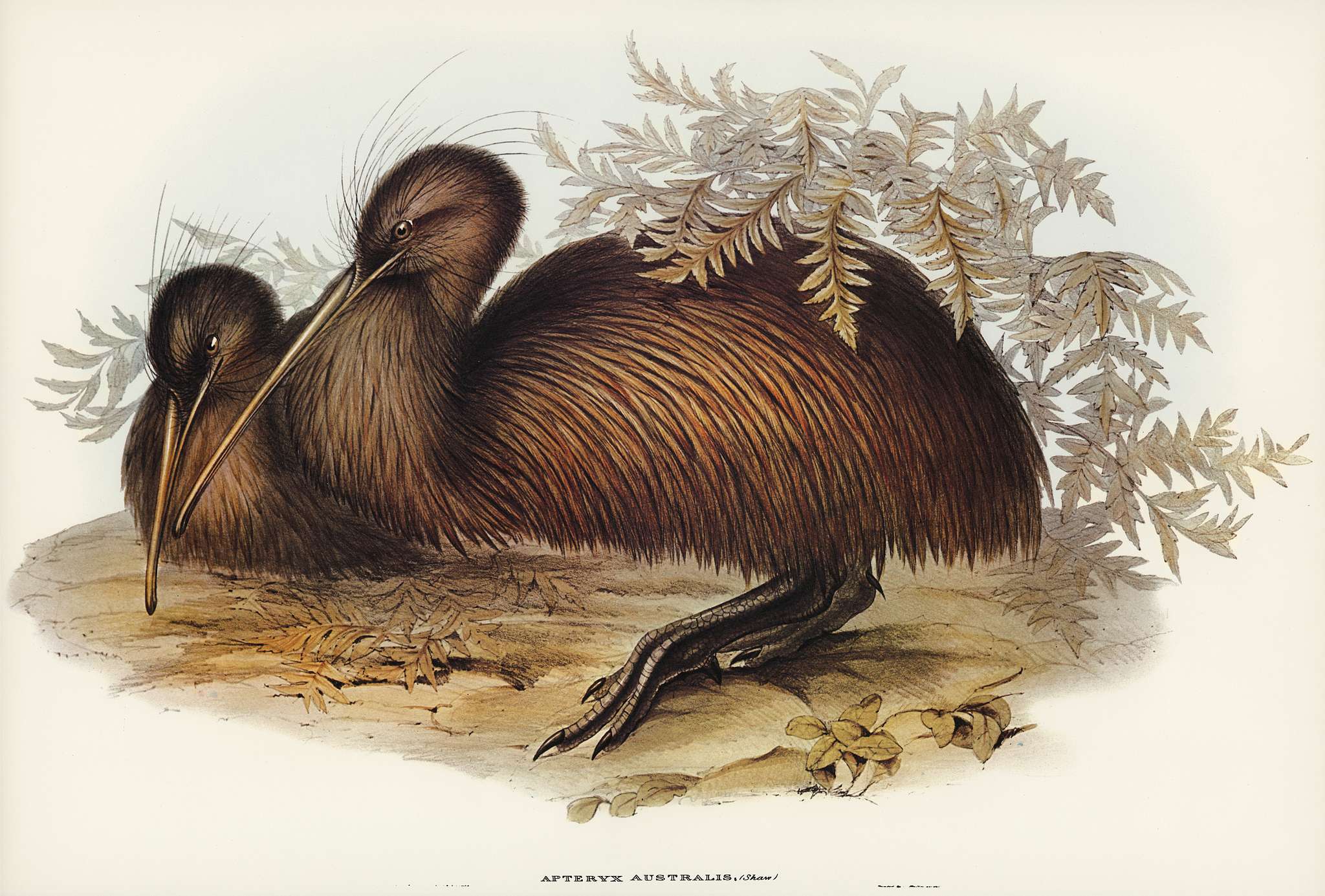 Kiwi (Apteryx Australis) illustrated by Elizabeth Gould (1804–1841) for John Gould’s (1804-1881) Birds of... Kiwi (Apteryx Australis) illustrated by Elizabeth Gould (1804–1841) for John Gould’s (1804-1881) Birds of...