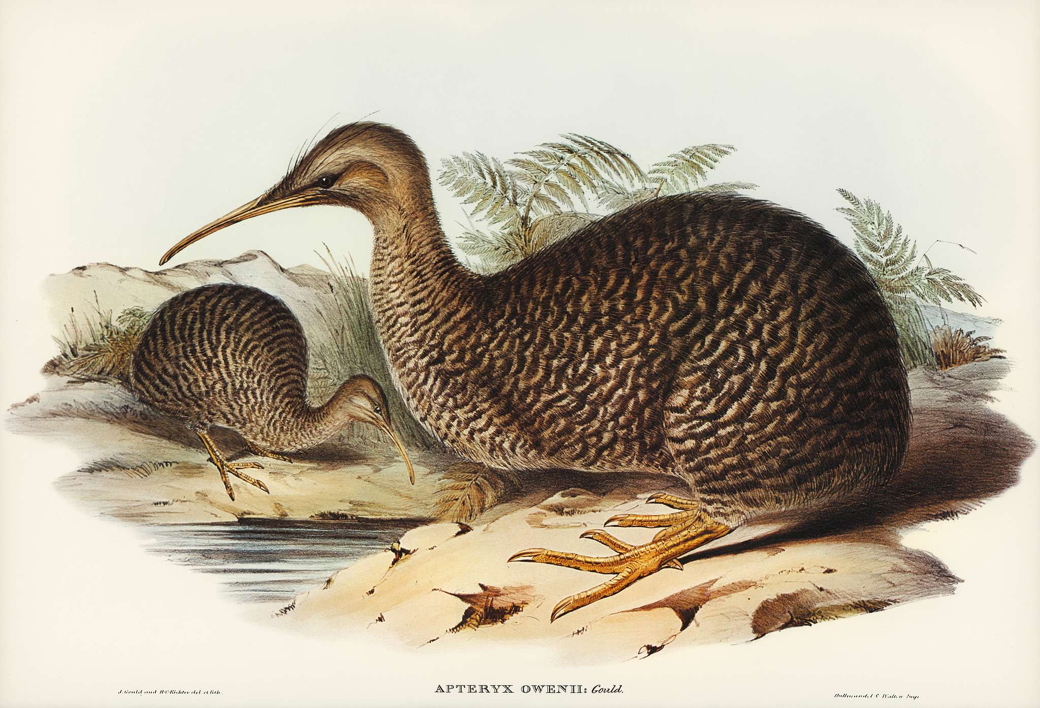 Little spotted kiwi or Little gray kiwi (Apteryx Owenii) illustrated by Elizabeth Gould (1804–1841) for John Gould... Little spotted kiwi or Little gray kiwi (Apteryx Owenii) illustrated by Elizabeth Gould (1804–1841) for John Gould...