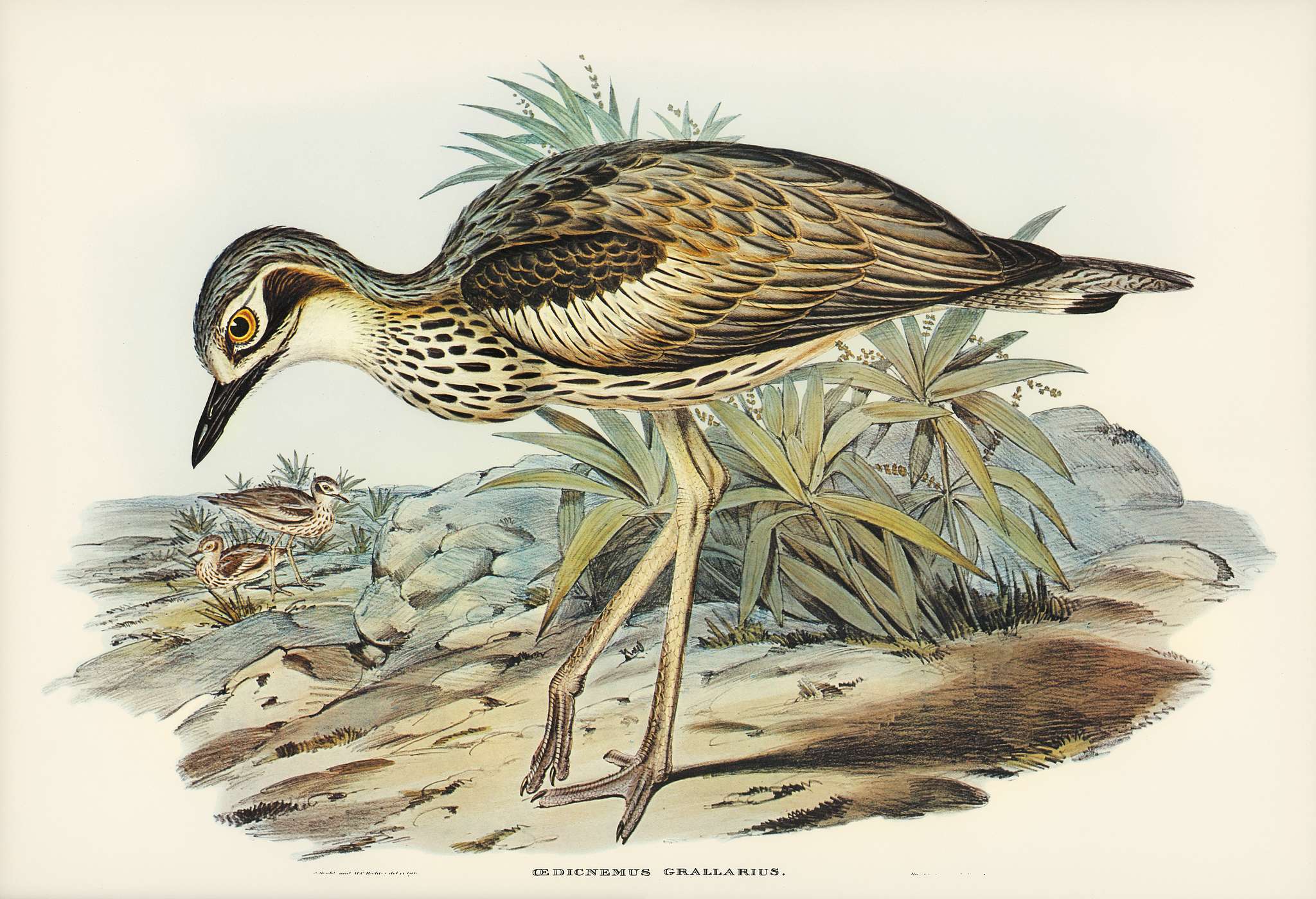 Southern Stone-Plover (Edicnemus grallarius) illustrated by Elizabeth Gould (1804–1841) for John Gould’s (1804-... Southern Stone-Plover (Edicnemus grallarius) illustrated by Elizabeth Gould (1804–1841) for John Gould’s (1804-...