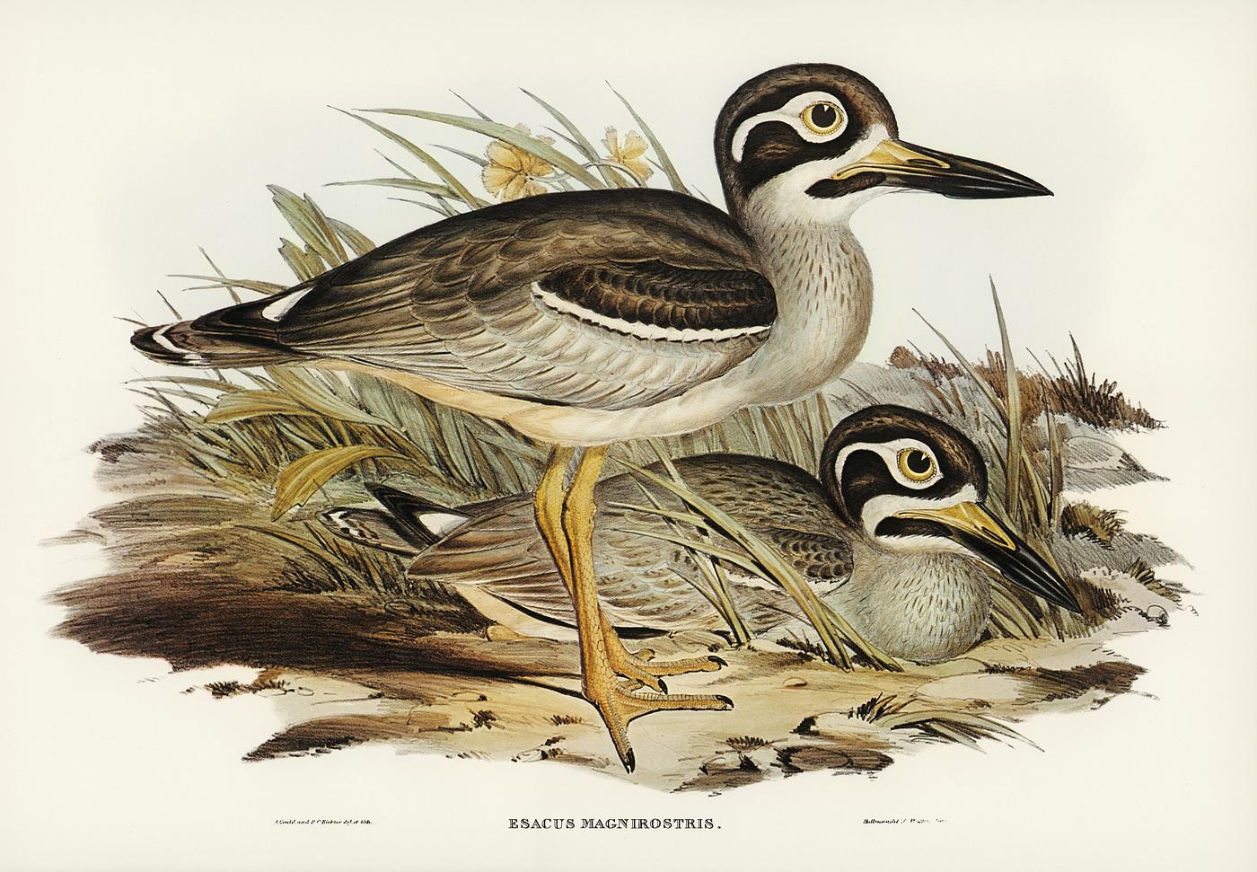 Large-billed Plover (Esacus magnirostris) illustrated by Elizabeth Gould (1804–1841) for John Gould’s (1804-1881... Large-billed Plover (Esacus magnirostris) illustrated by Elizabeth Gould (1804–1841) for John Gould’s (1804-1881...