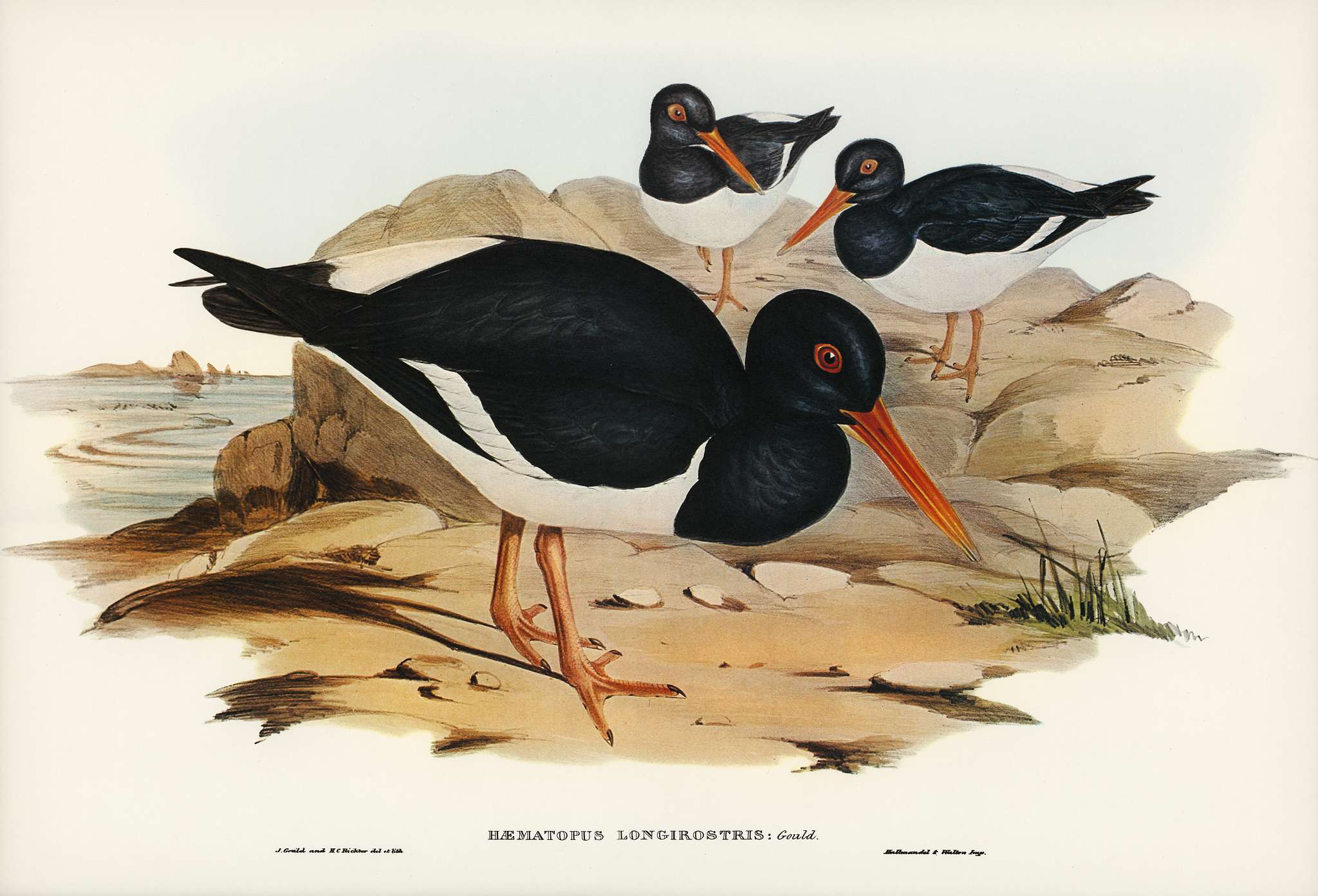 White-breasted Oyster-Catcher (Haematopus longirostris) illustrated by Elizabeth Gould (1804–1841) for John Gould... White-breasted Oyster-Catcher (Haematopus longirostris) illustrated by Elizabeth Gould (1804–1841) for John Gould...