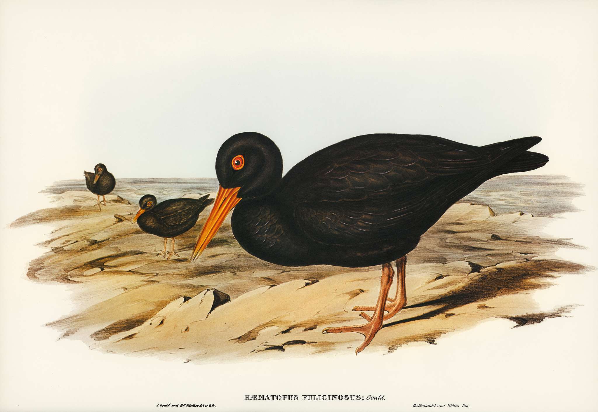 Sooty Oyster-Catcher (Haematopus fuliginosus) illustrated by Elizabeth Gould (1804–1841) for John Gould’s (1804-... Sooty Oyster-Catcher (Haematopus fuliginosus) illustrated by Elizabeth Gould (1804–1841) for John Gould’s (1804-...