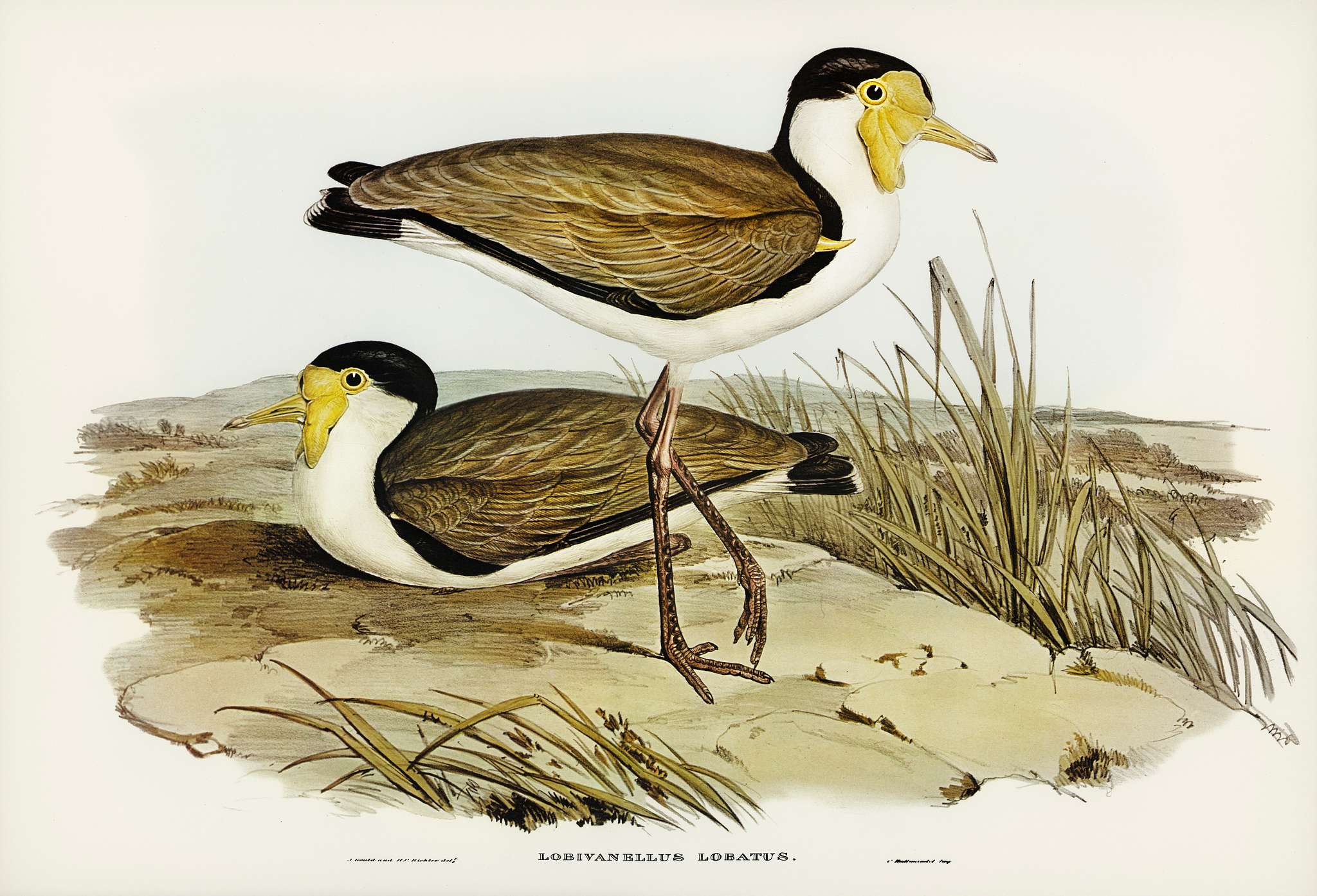 Wattle Pewit (Lobivanellus lobatus) illustrated by illustrated by Elizabeth Gould (1804–1841) for John Gould’s (... Wattle Pewit (Lobivanellus lobatus) illustrated by illustrated by Elizabeth Gould (1804–1841) for John Gould’s (...