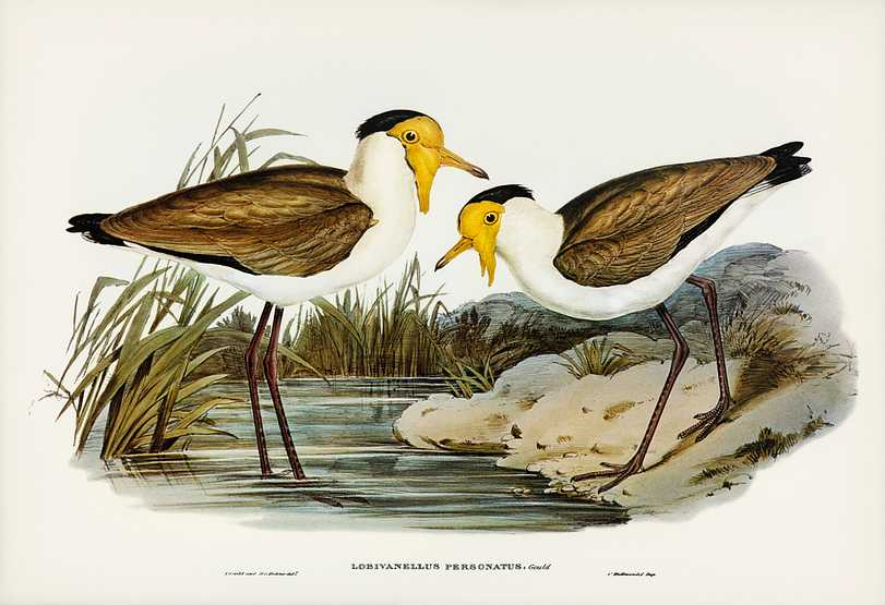 Masked Pewit (Lobivanellus personatus) illustrated by Elizabeth Gould (1804–1841) for John Gould’s (1804-1881) Birds of Australia (1972 Edition, 8 volumes). Digitally enhanced from our own facsimile book (1972 Edition, 8 volumes). Masked Pewit (Lobivanellus personatus) illustrated by Elizabeth Gould (1804–1841) for John Gould’s (1804-1881)…
