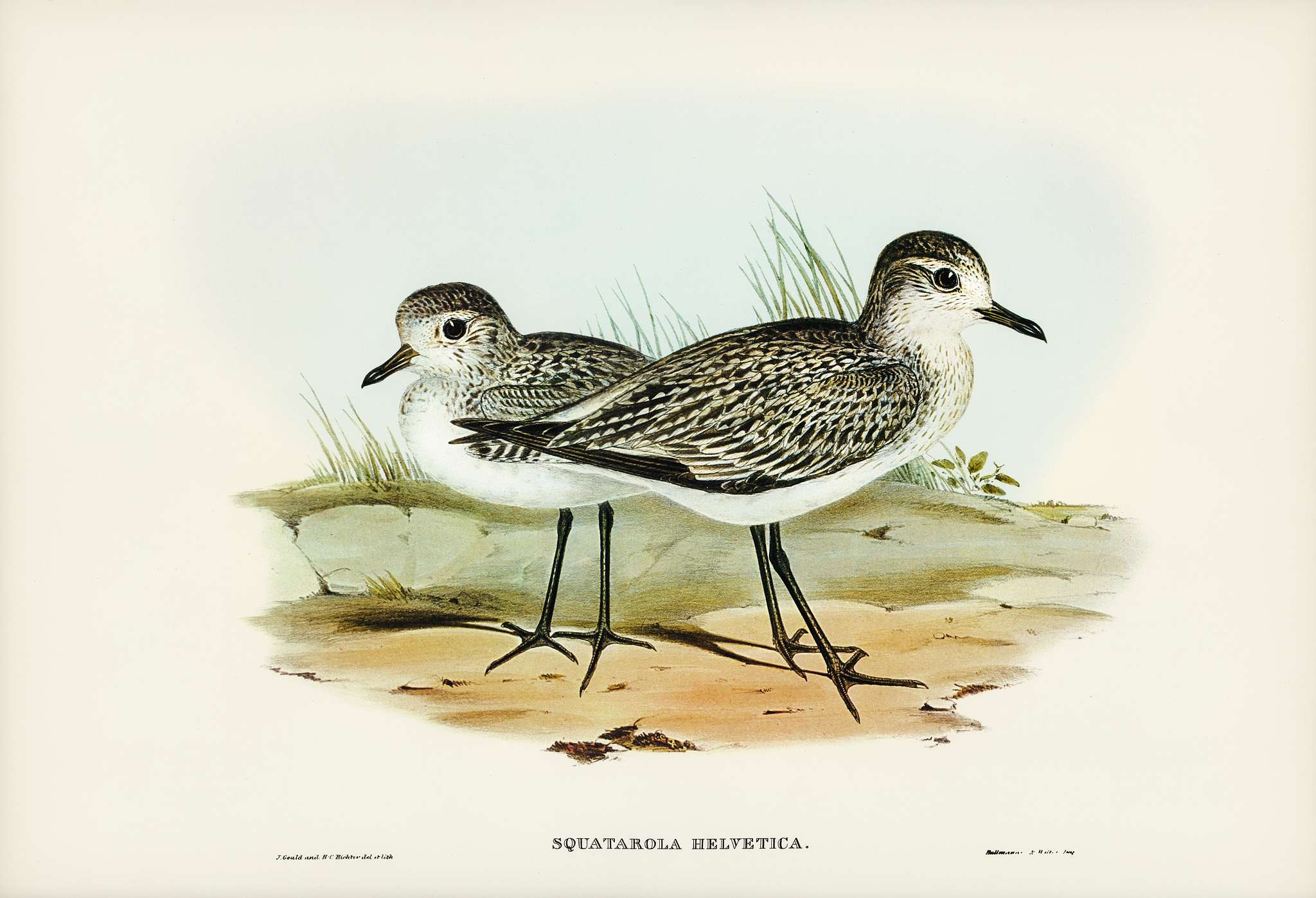 Grey Plover (Squatarola Helvetica) illustrated by Elizabeth Gould (1804–1841) for John Gould’s (1804-1881) Birds... Grey Plover (Squatarola Helvetica) illustrated by Elizabeth Gould (1804–1841) for John Gould’s (1804-1881) Birds...