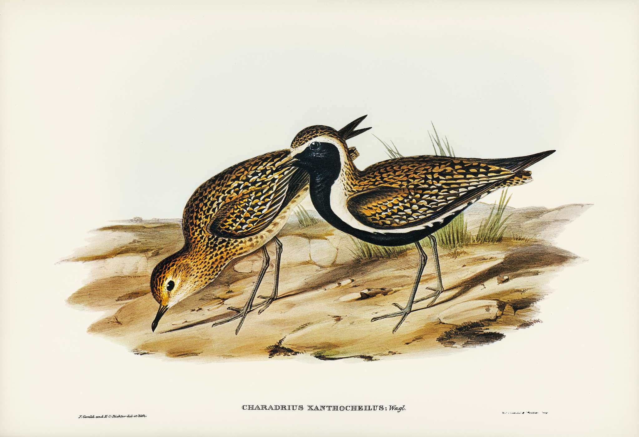 Australian Golden Plover (Charadrius xanthocheilus) illustrated by Elizabeth Gould (1804–1841) for John Gould’s... Australian Golden Plover (Charadrius xanthocheilus) illustrated by Elizabeth Gould (1804–1841) for John Gould’s...