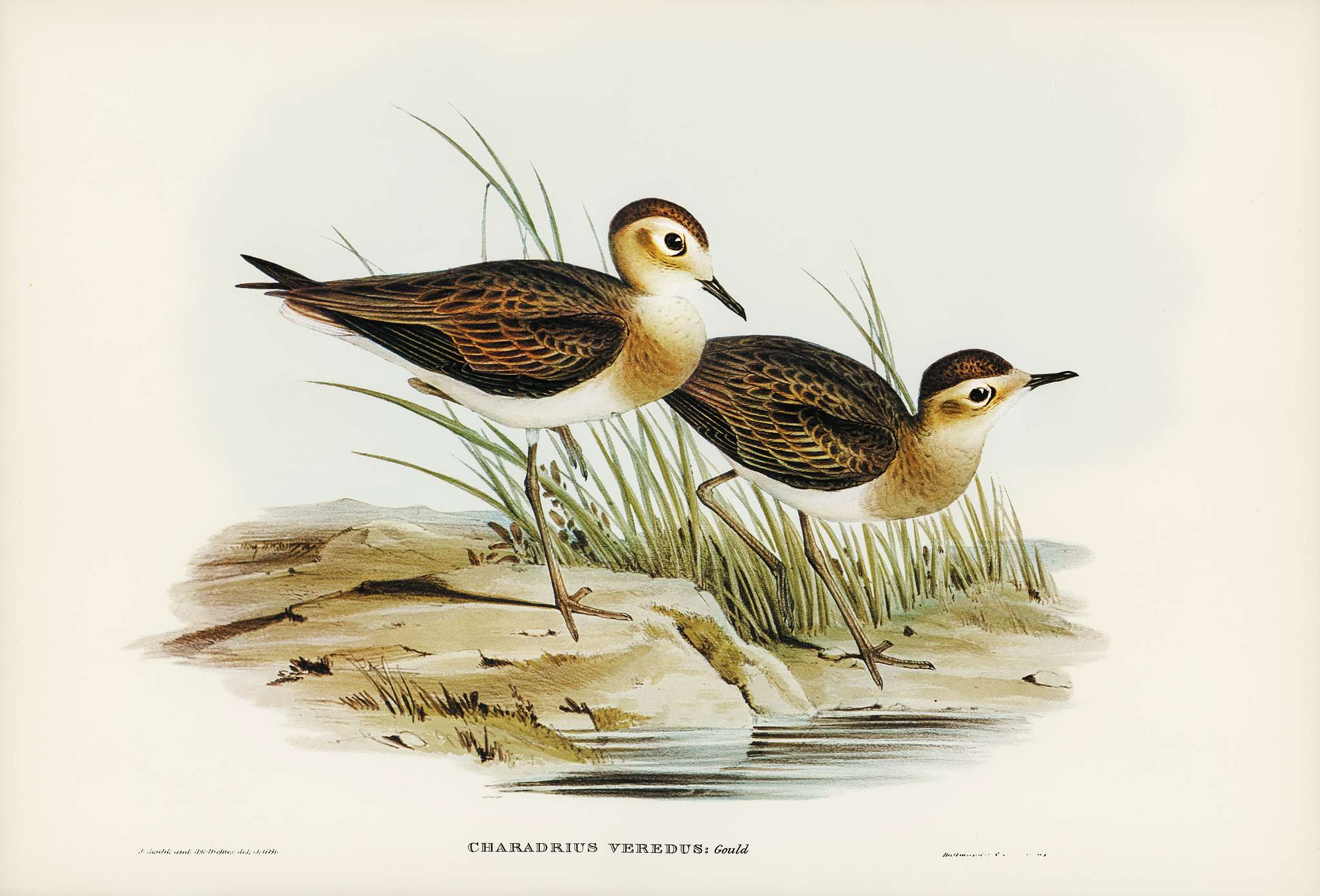 Brown Plover (Charadrius veredus) illustrated by Elizabeth Gould (1804–1841) for John Gould’s (1804-1881) Birds... Brown Plover (Charadrius veredus) illustrated by Elizabeth Gould (1804–1841) for John Gould’s (1804-1881) Birds...