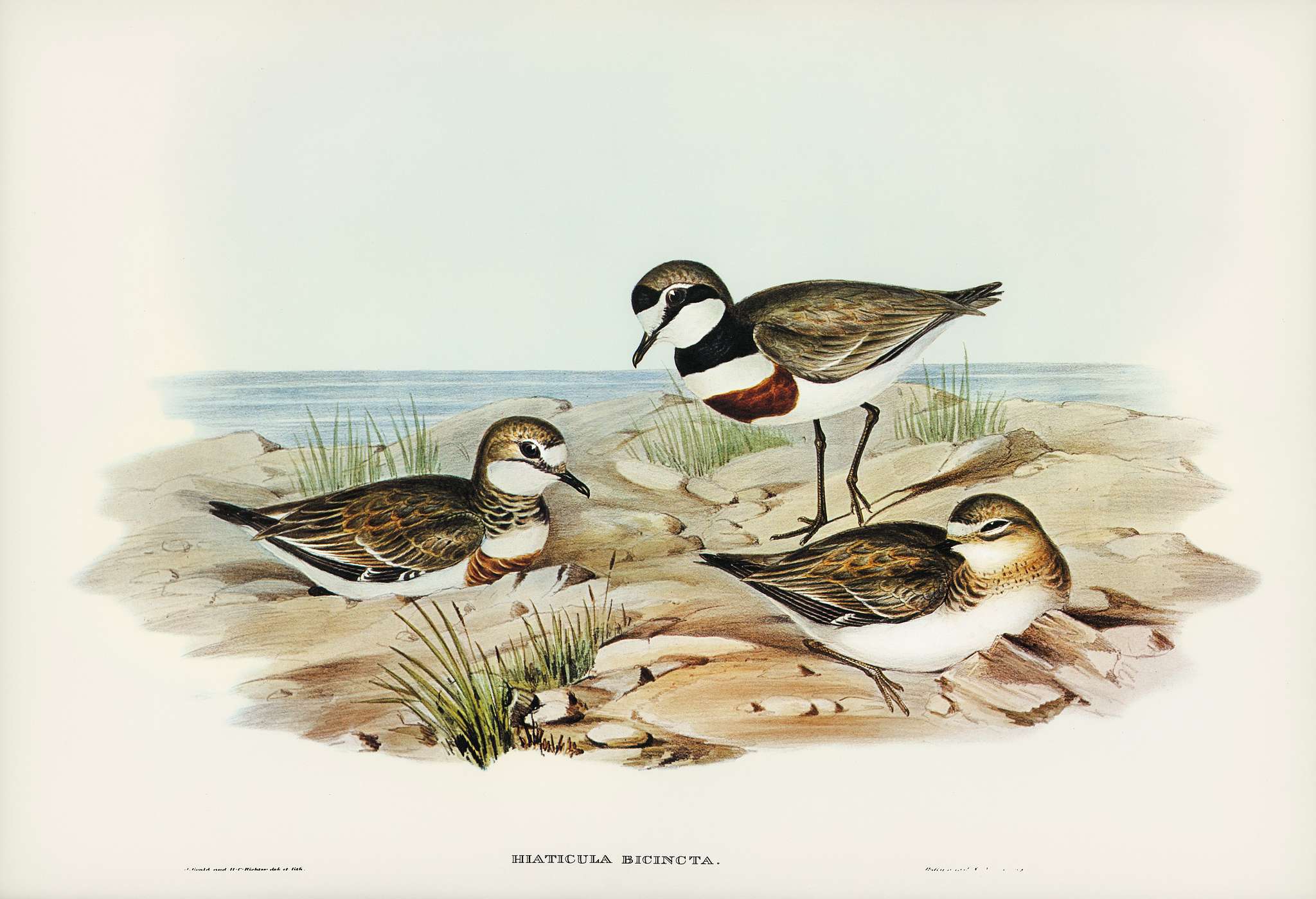 Double-banded Dottrel (Hiaticula bicincta) illustrated by Elizabeth Gould (1804–1841) for John Gould’s (1804-... Double-banded Dottrel (Hiaticula bicincta) illustrated by Elizabeth Gould (1804–1841) for John Gould’s (1804-...