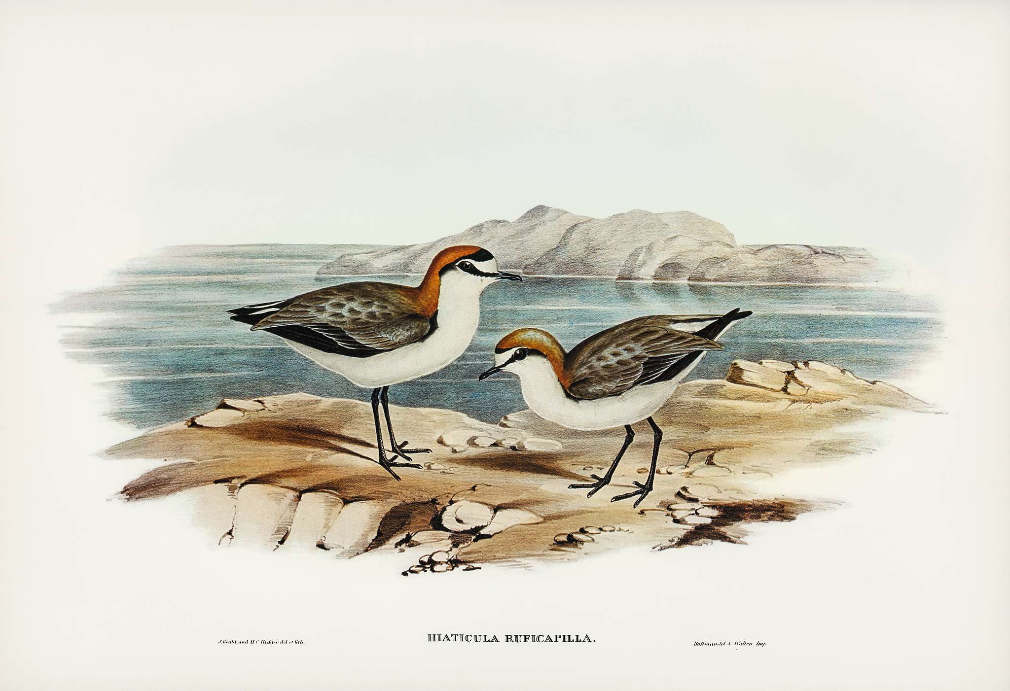 Red-capped Dottrel (Hiaticula ruficapilla) illustrated by Elizabeth Gould (1804–1841) for John Gould’s (1804-... Red-capped Dottrel (Hiaticula ruficapilla) illustrated by Elizabeth Gould (1804–1841) for John Gould’s (1804-...