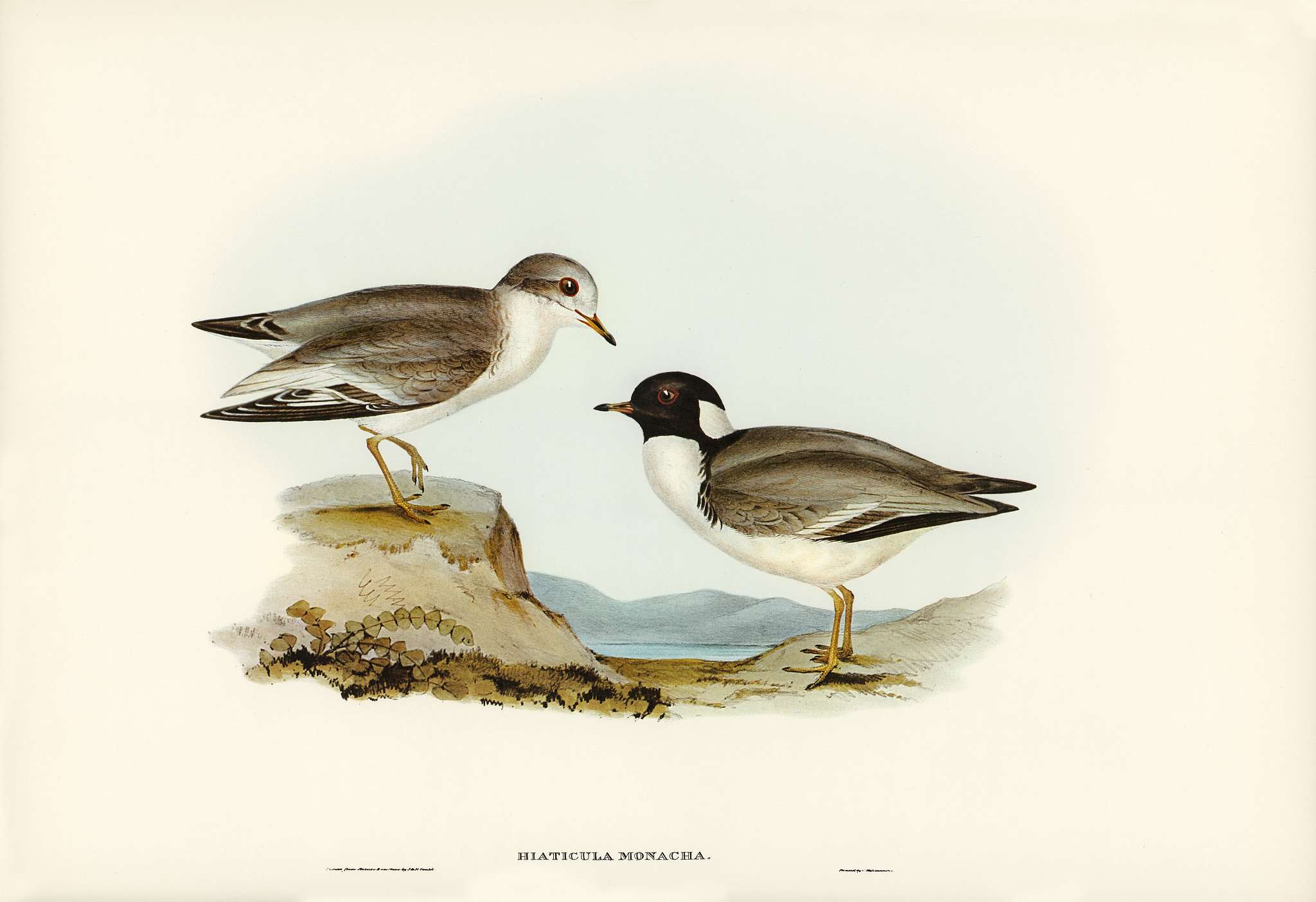 Hooded Dottrel (Hiaticula monacha) illustrated by Elizabeth Gould (1804–1841) for John Gould’s (1804-1881) Birds... Hooded Dottrel (Hiaticula monacha) illustrated by Elizabeth Gould (1804–1841) for John Gould’s (1804-1881) Birds...